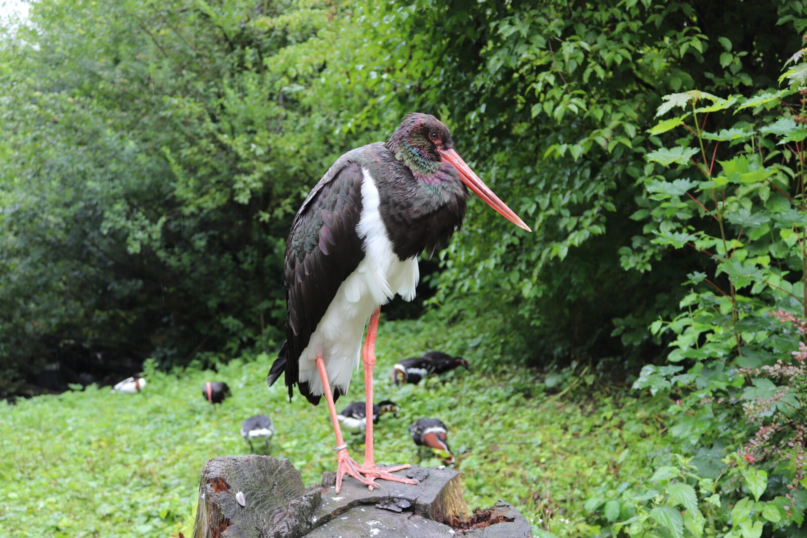 Canon EOS 200D (EOS Rebel SL2 / EOS Kiss X9) sample photo. Black stork, bird, bill photography