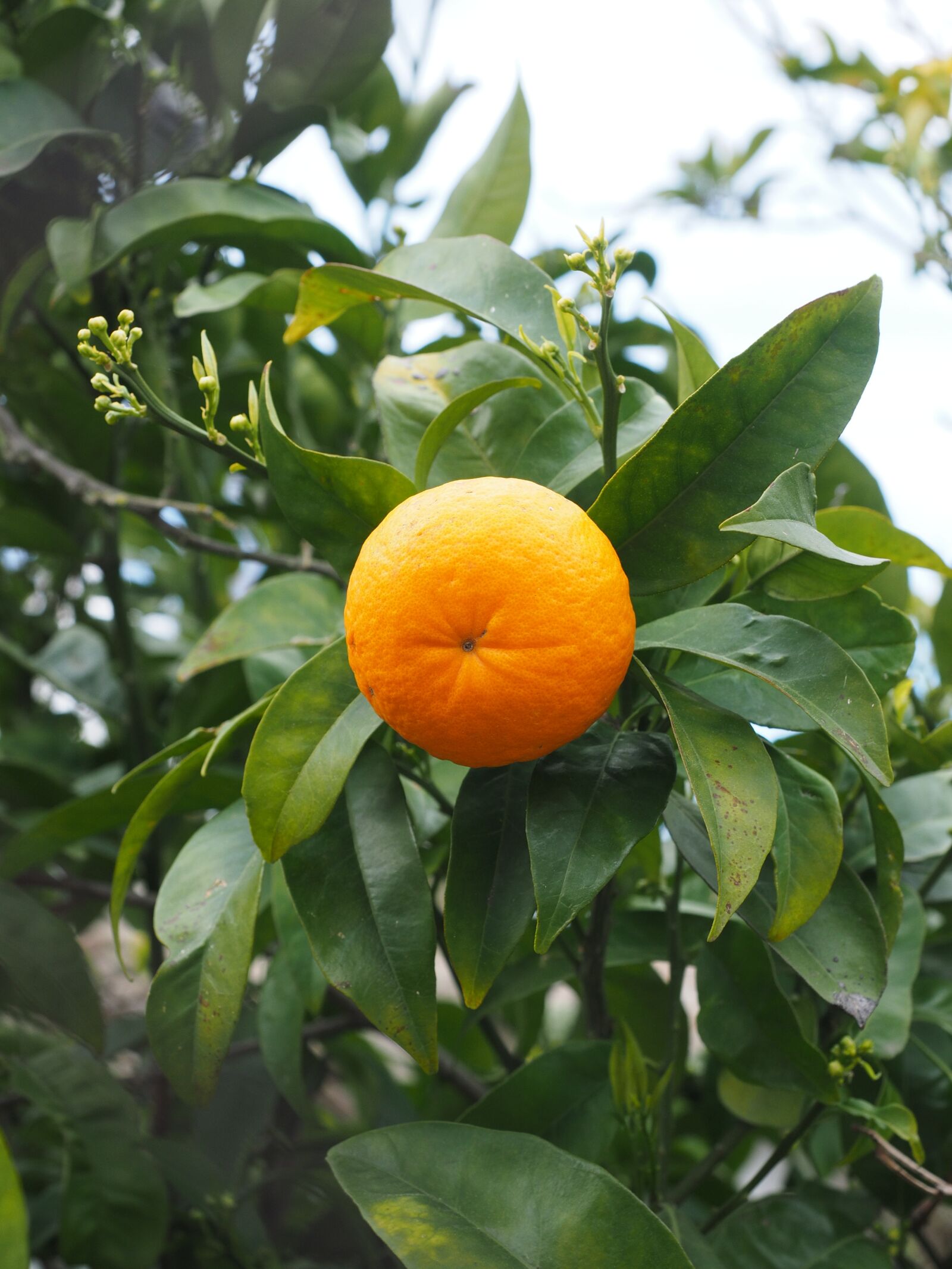 Olympus OM-D E-M1 + Olympus M.Zuiko Digital ED 12-40mm F2.8 Pro sample photo. Orange, fruit, orange tree photography