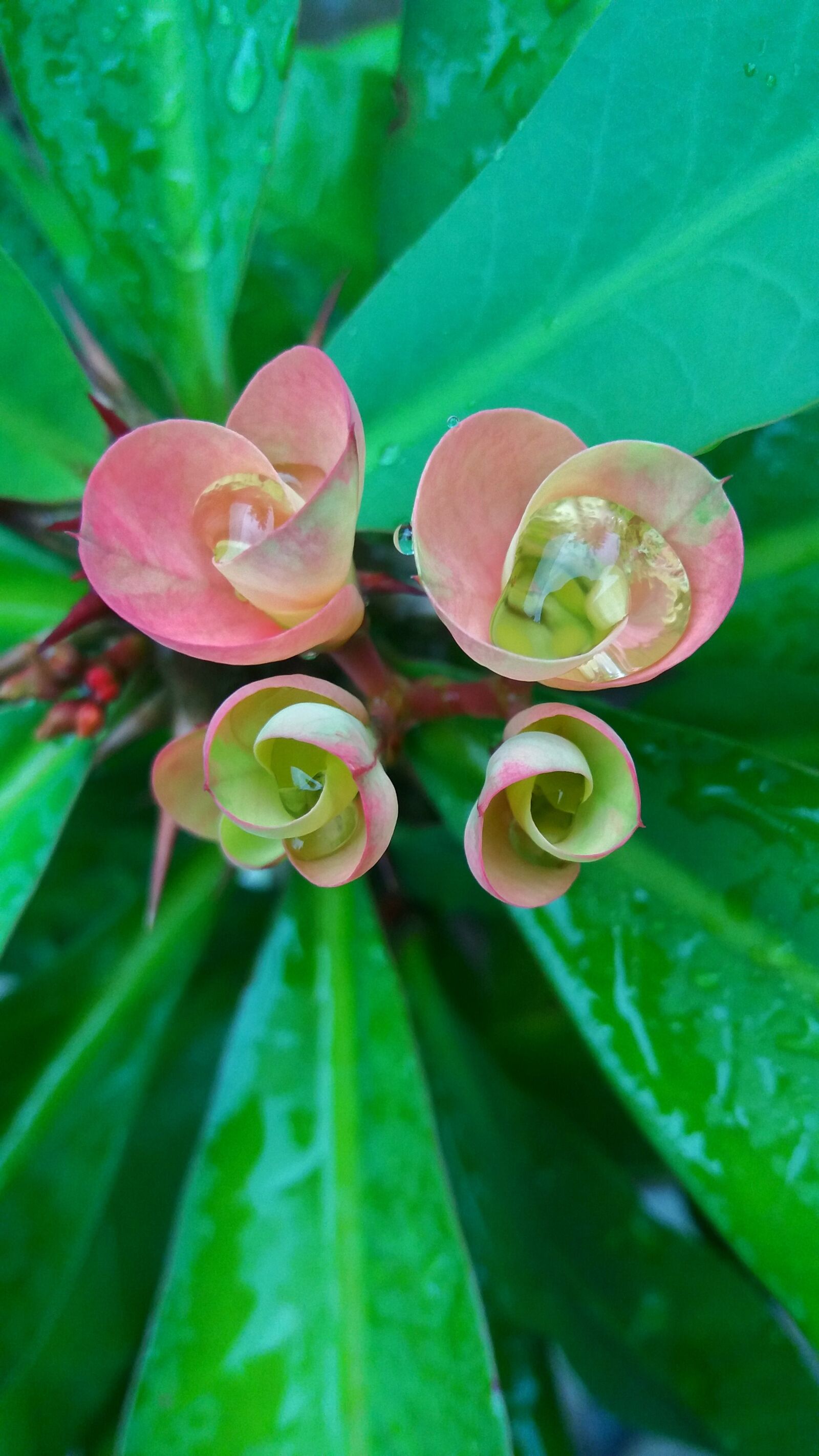 Samsung Galaxy J5 sample photo. Flower, cactus, red flowers photography