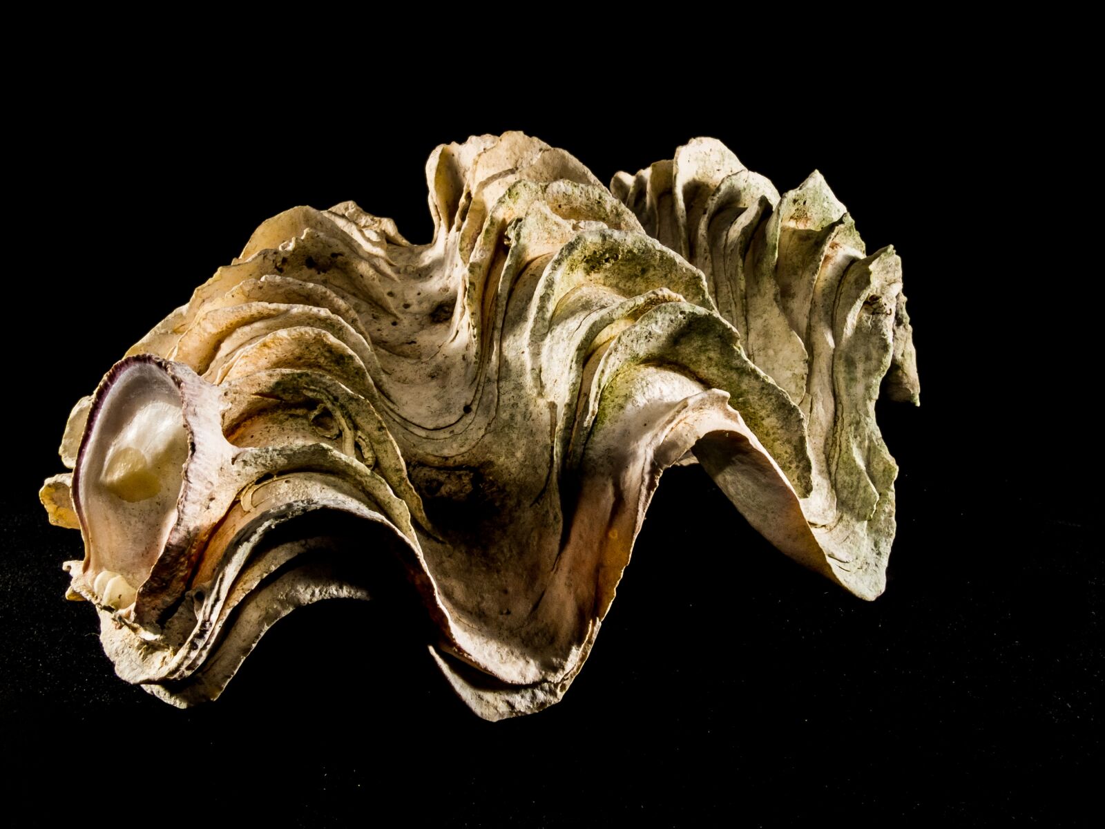 Fujifilm X-S1 sample photo. Shell, limescale, close up photography