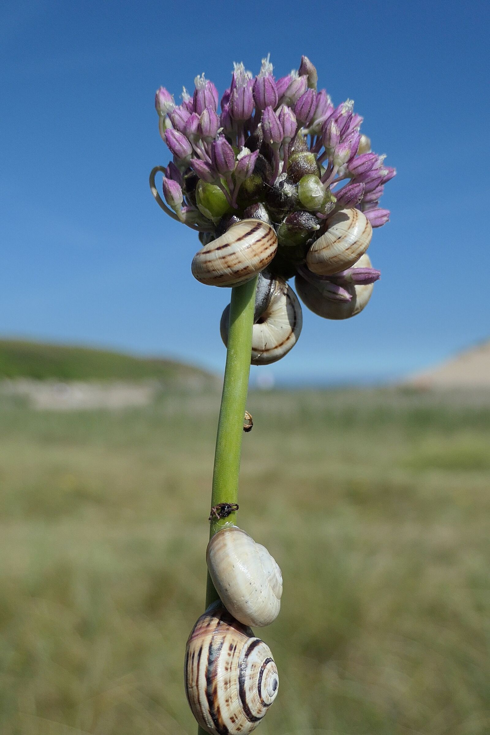 Panasonic DC-TZ200 sample photo. Snails, coastal, flower photography