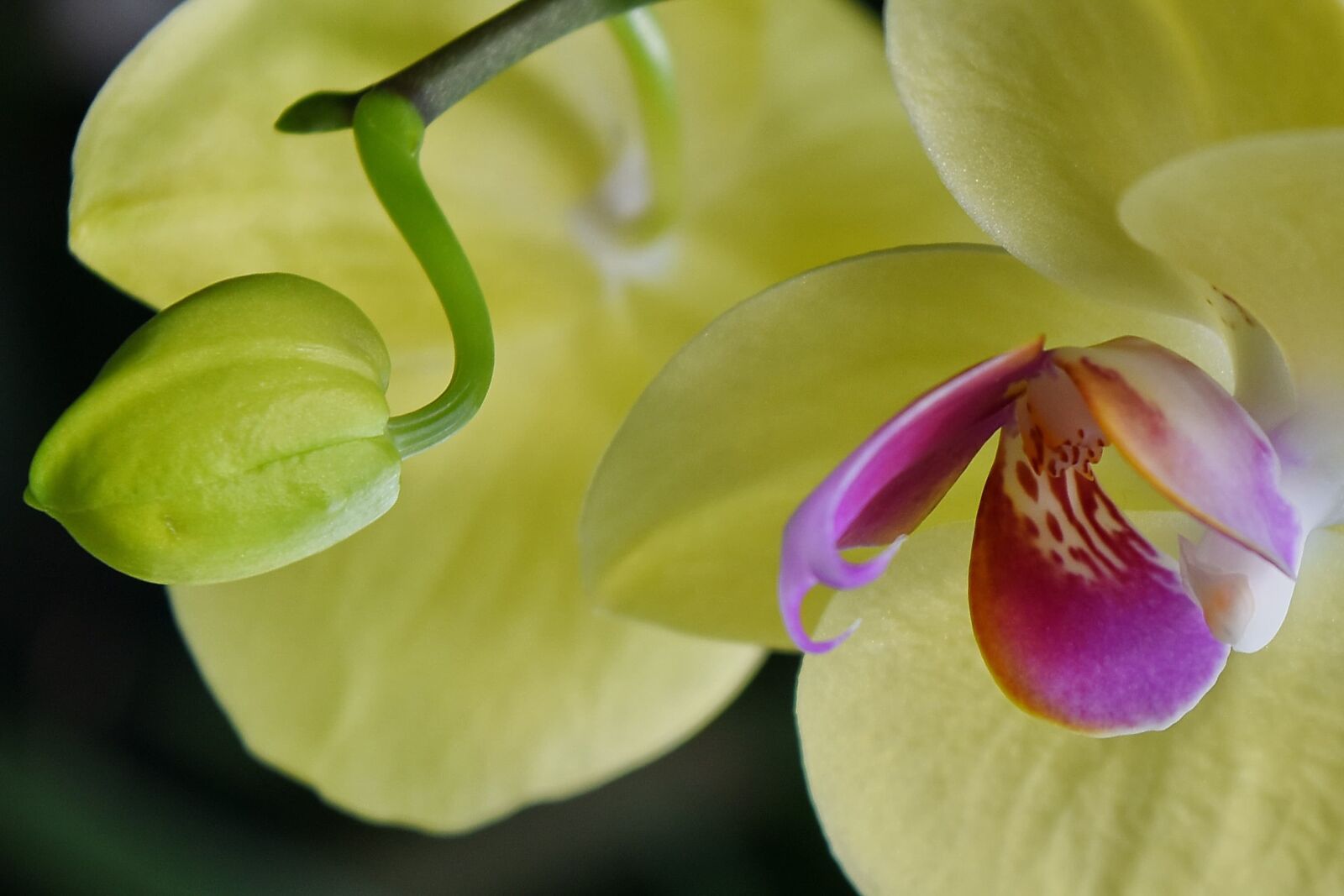 Nikon D5500 sample photo. Botanical, detail, flower bud photography