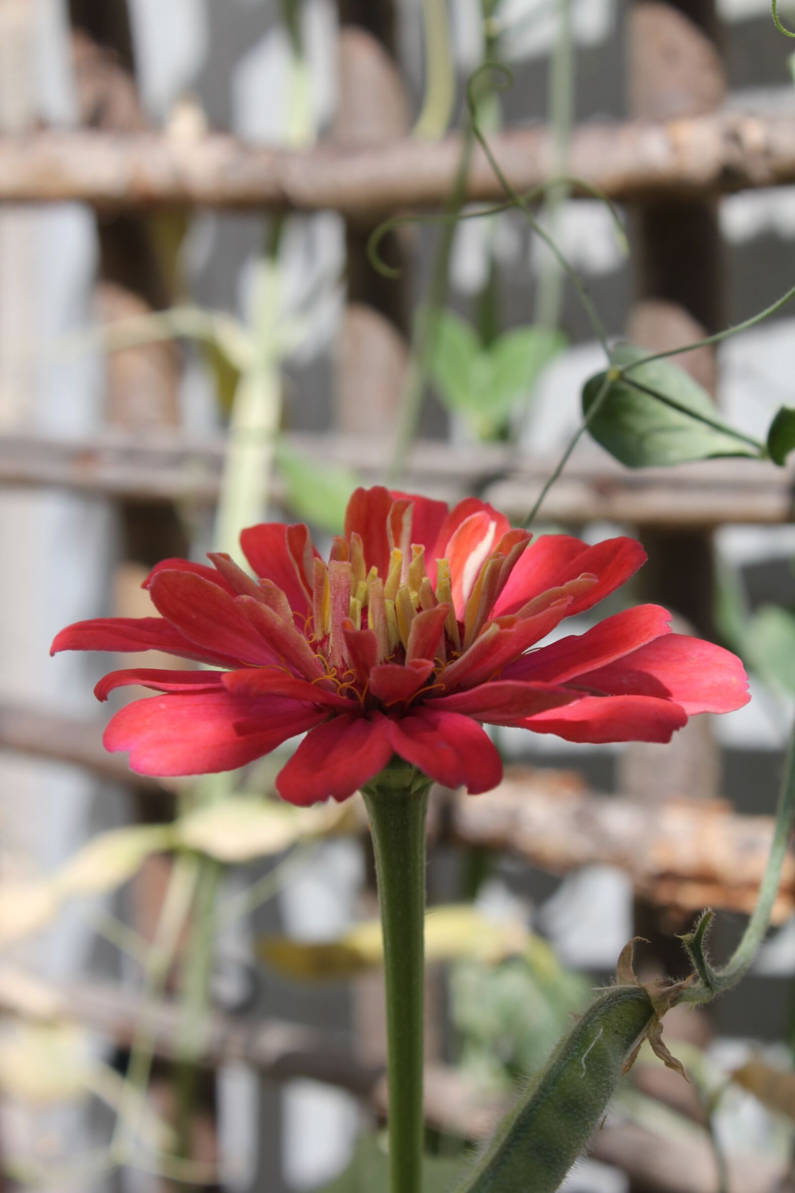 Canon EOS 60D sample photo. Flower, red, bloom photography