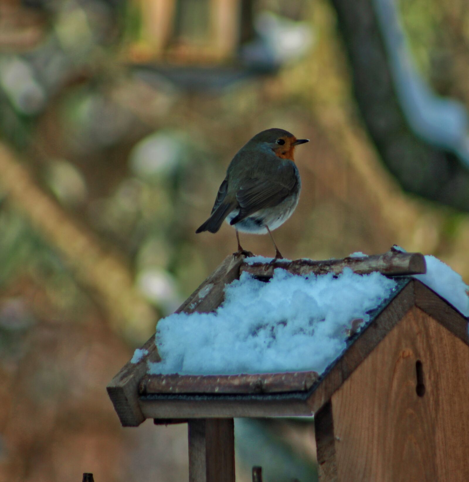 Canon EF75-300mm f/4-5.6 sample photo. Bird, fauna, nature photography