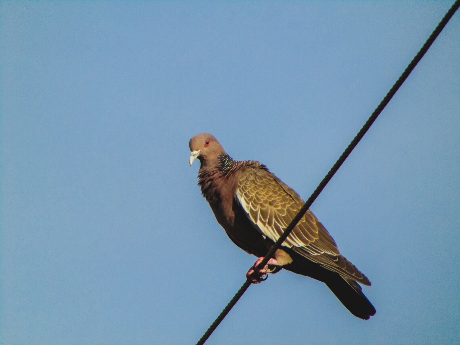 Sony Cyber-shot DSC-H300 sample photo. Pigeon, bird, nature photography