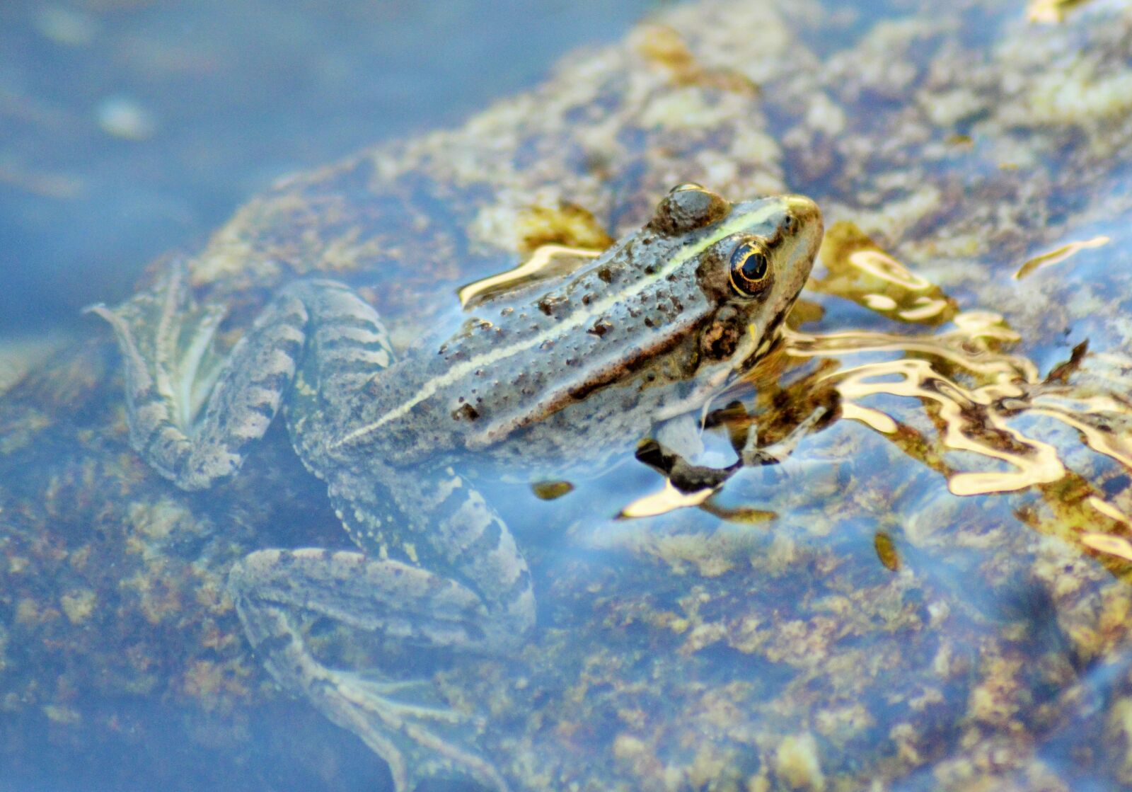 Nikon D5100 sample photo. Toad, frog, gerardo photography