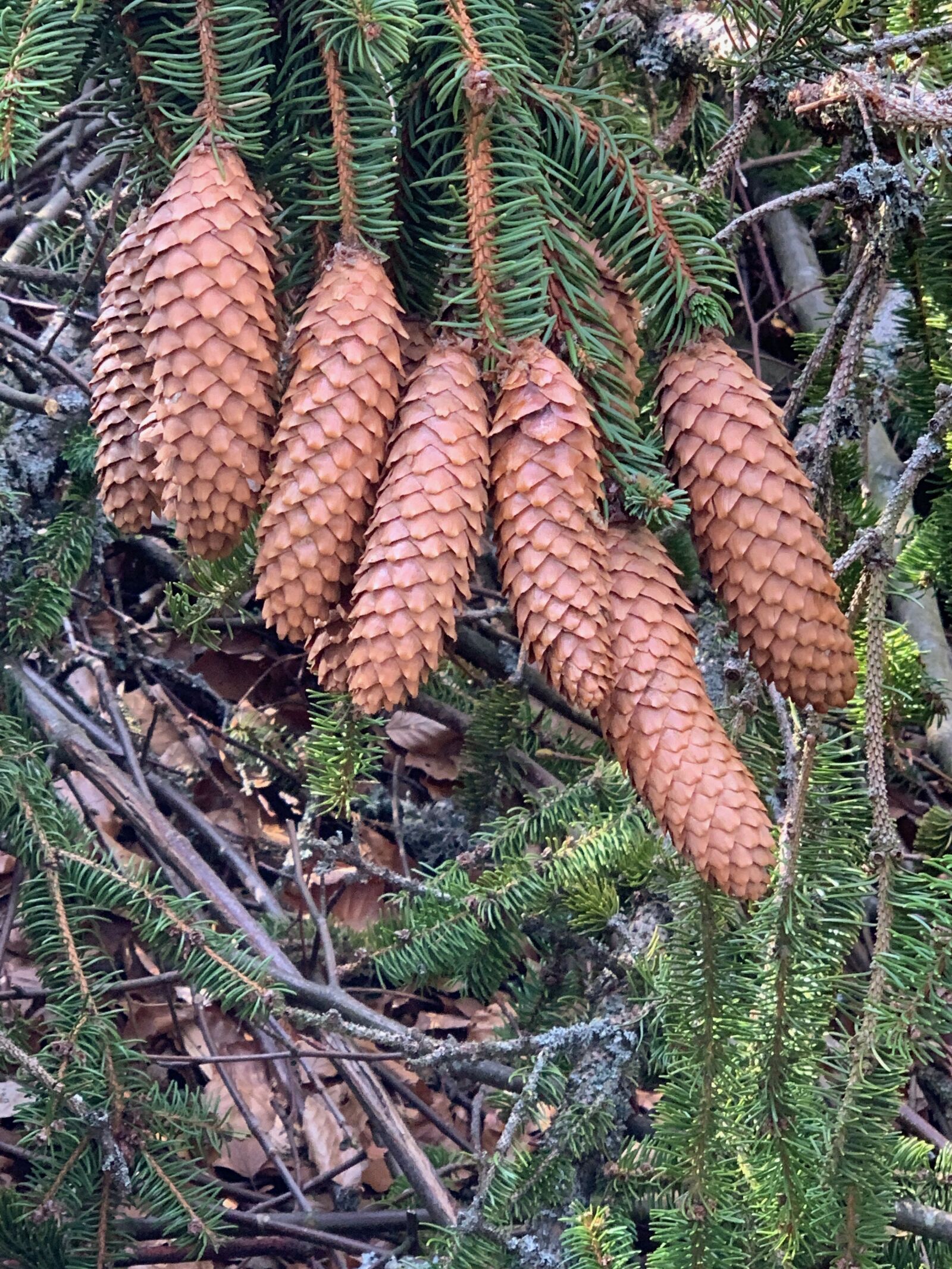 Apple iPhone XS sample photo. Pine cones, tap, conifer photography