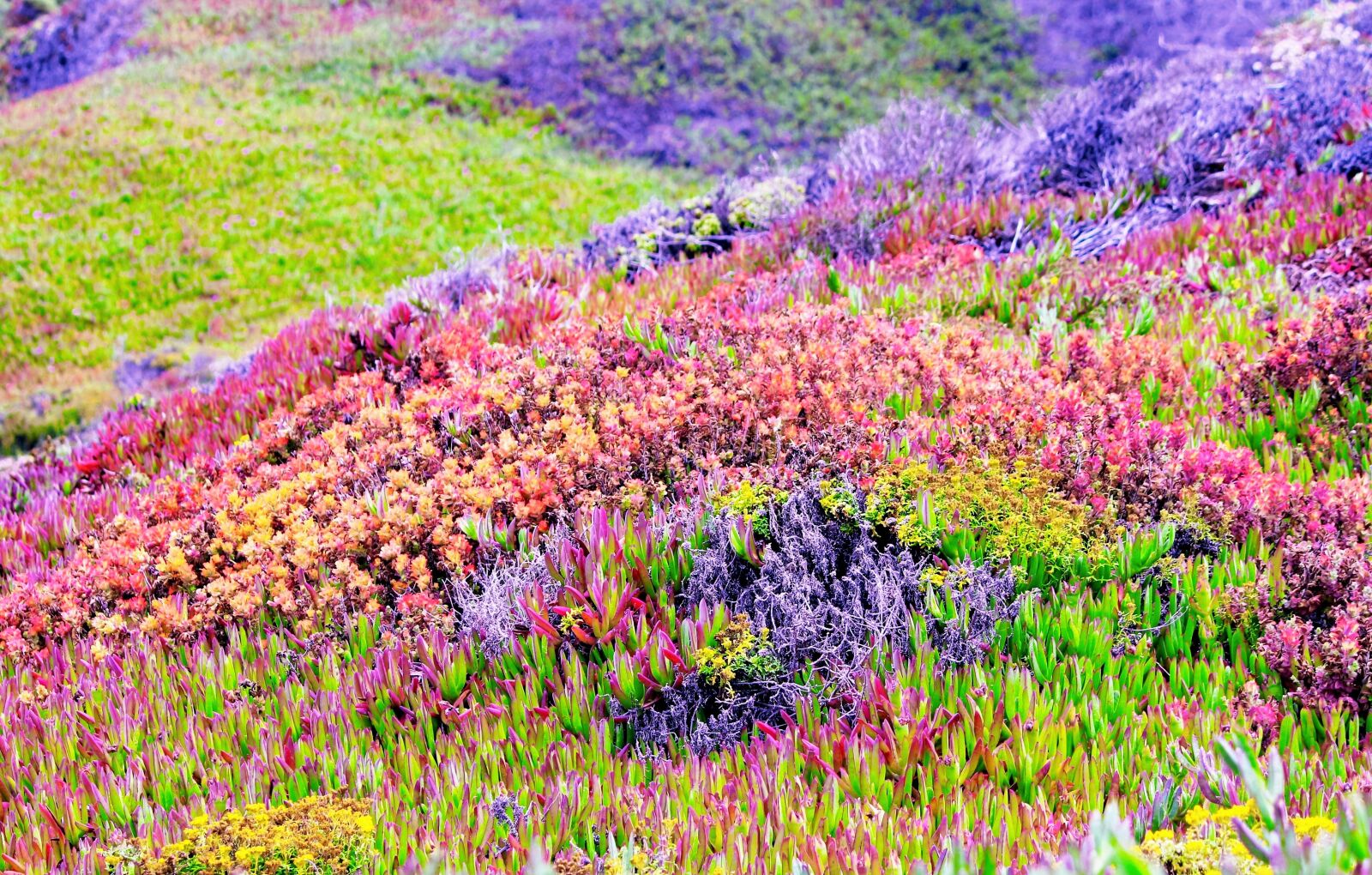 Canon EOS 550D (EOS Rebel T2i / EOS Kiss X4) sample photo. Mountain side garden, nature photography