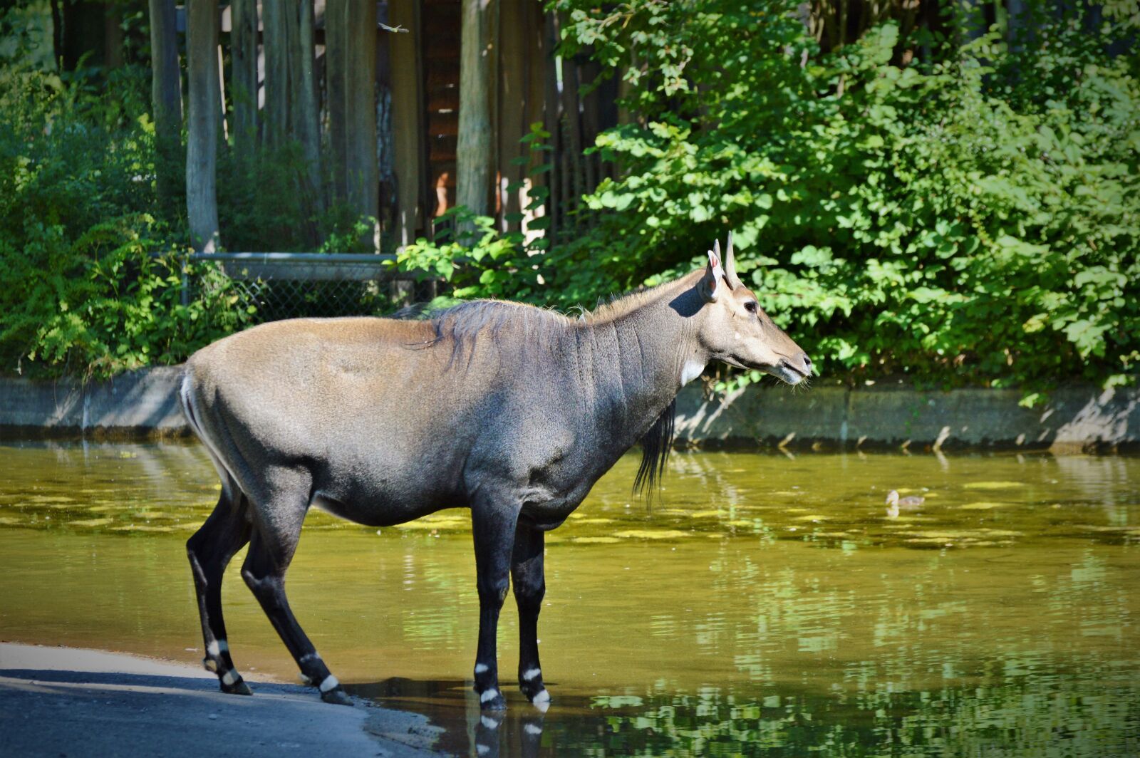 Nikon D3200 sample photo. Nilgun antelope, antelope, antelope photography