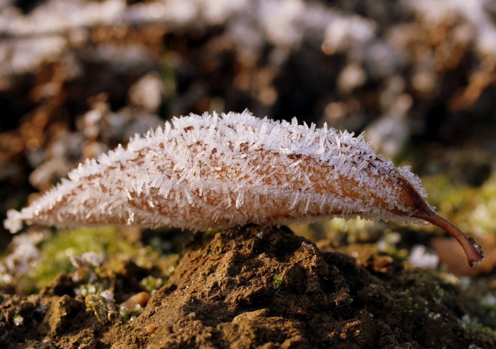 Canon EF-S 60mm F2.8 Macro USM sample photo. Leaf, frozen, snow photography