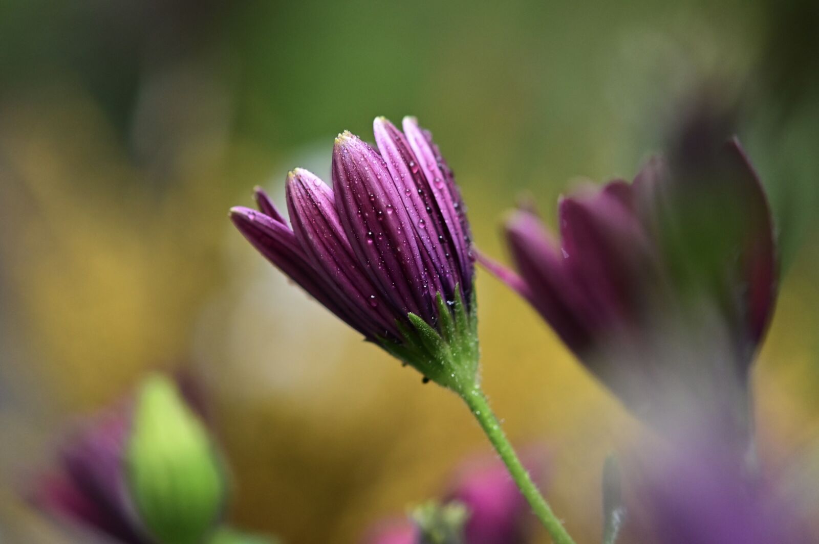Nikon Z6 sample photo. Flower, marguerite, floral greeting photography