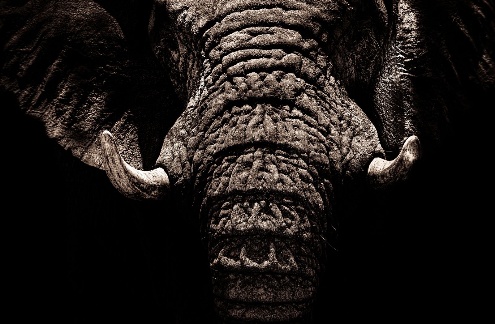 Nikon D90 sample photo. Elephant, tusks, ivory photography