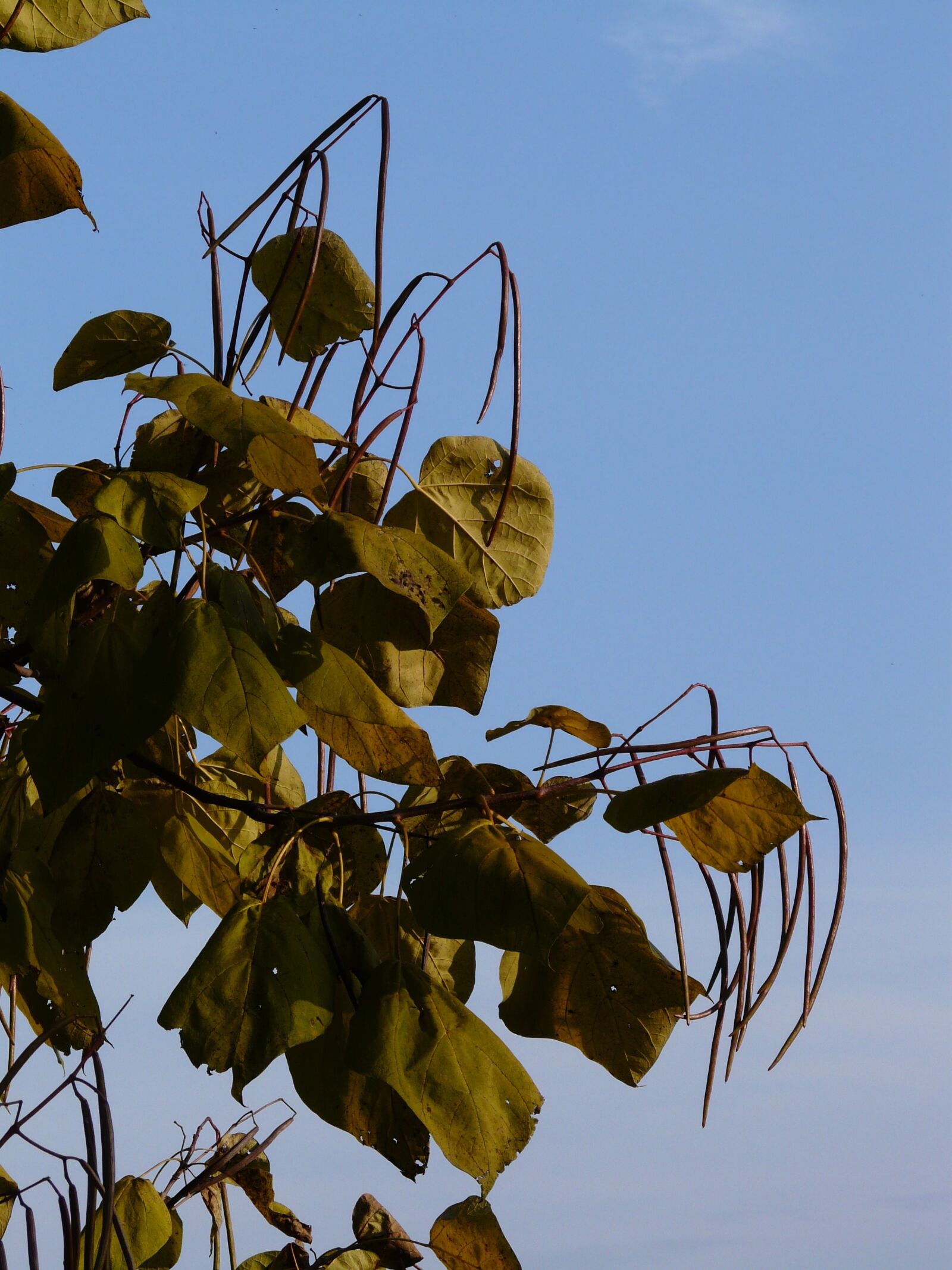 Panasonic DMC-FZ18 sample photo. Catalpa, pods, light green photography