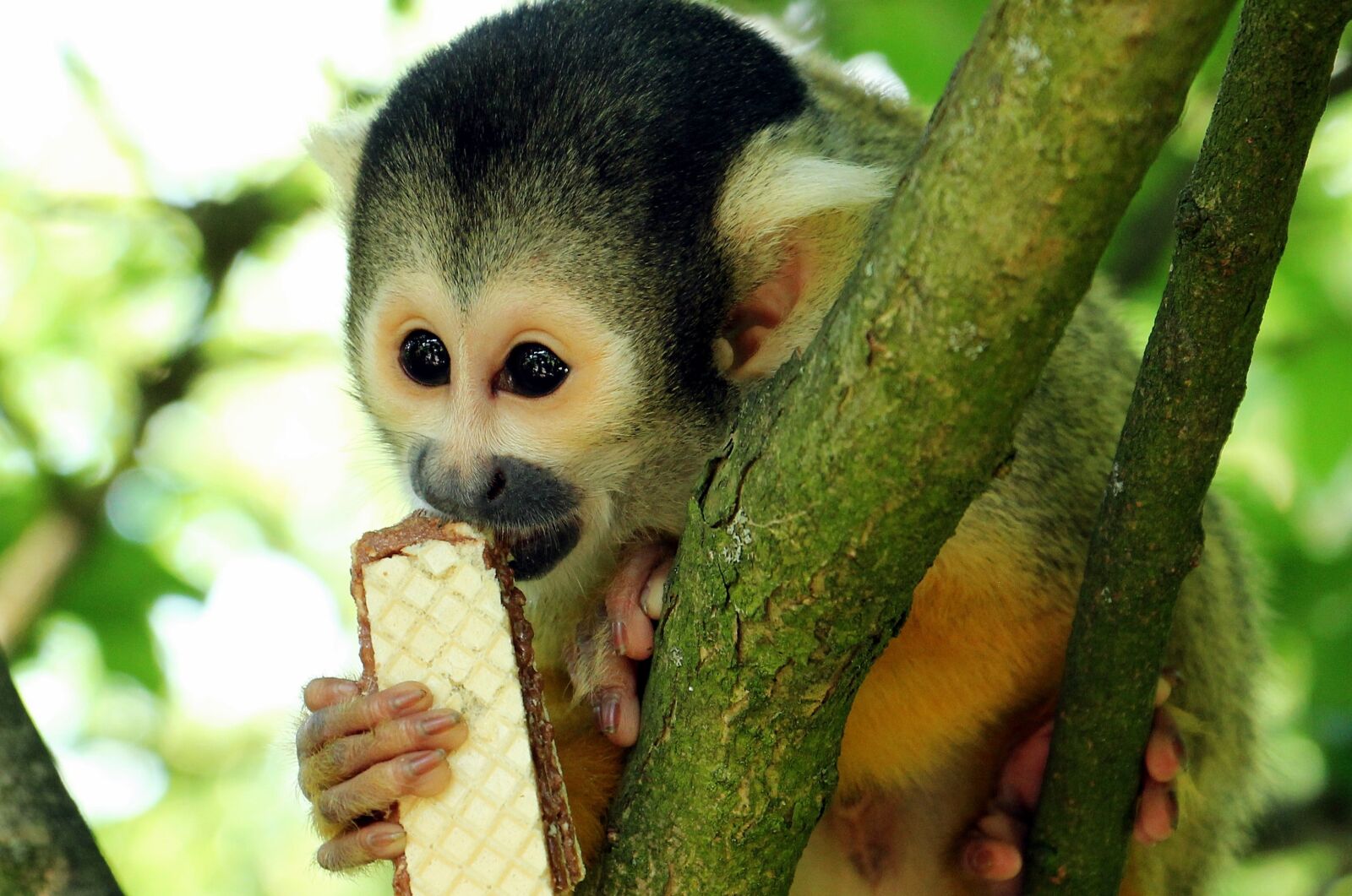 Canon EOS 550D (EOS Rebel T2i / EOS Kiss X4) sample photo. Squirrel monkey, monkey, äffchen photography