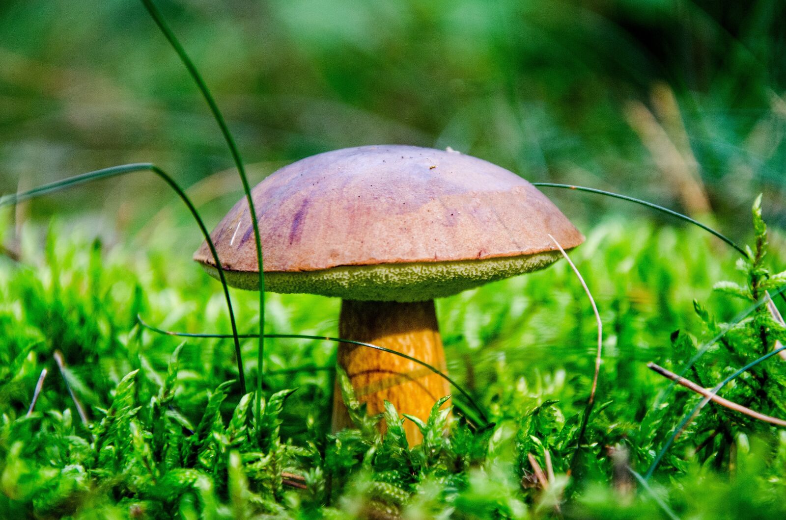 Nikon D5100 sample photo. Boletus-boletus, chestnut, mushroom photography