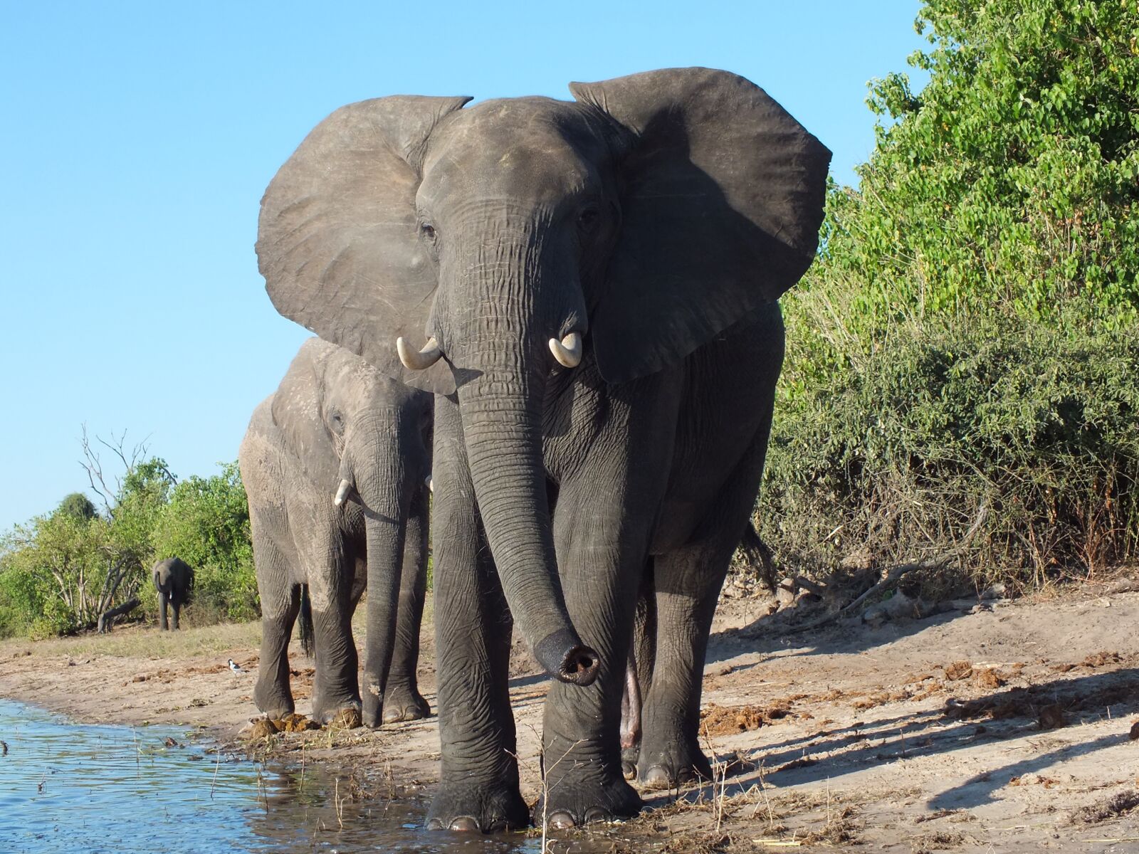 FujiFilm FinePix HS20 EXR (FinePix HS22 EXR) sample photo. Elephant, animal world, botswana photography