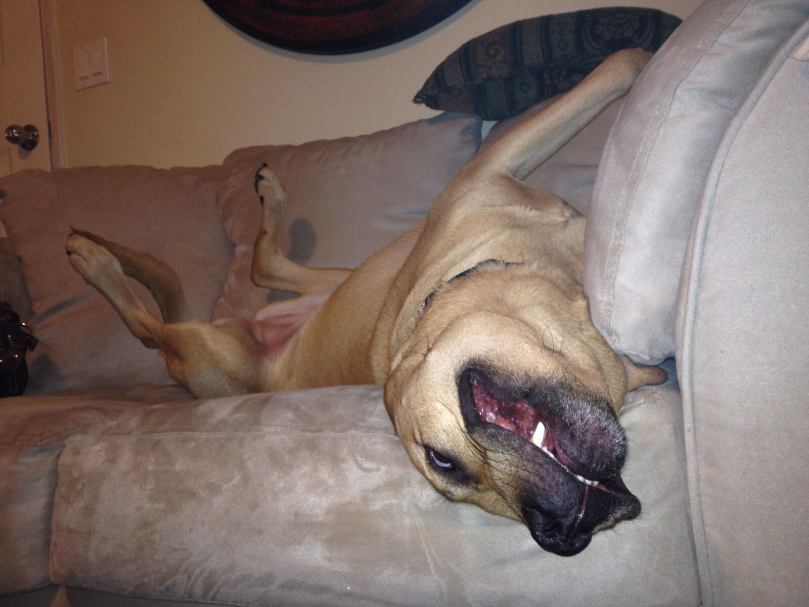 Apple iPhone 4S sample photo. Couch, dog, goofy, relax photography