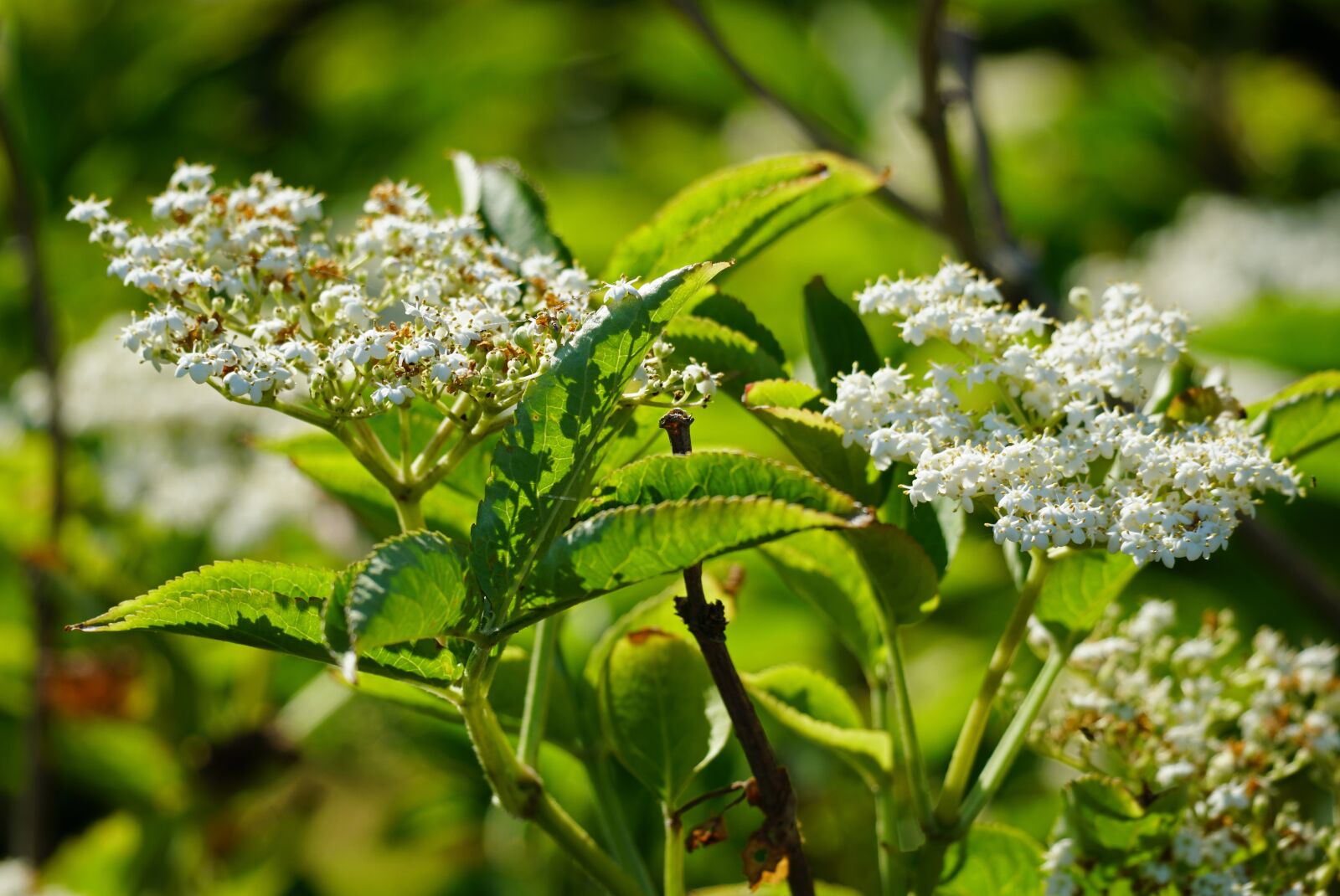 Sony E 70-350mm F4.5-6.3 G OSS sample photo. The elder, elderberry, shrub photography
