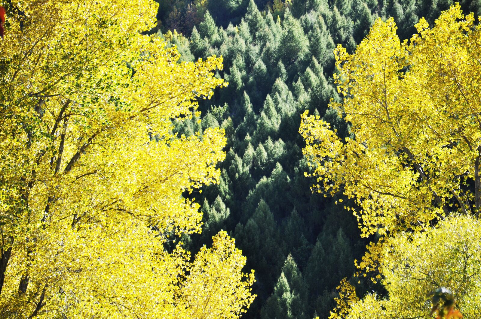 Nikon D90 sample photo. Tree, green, yellow photography