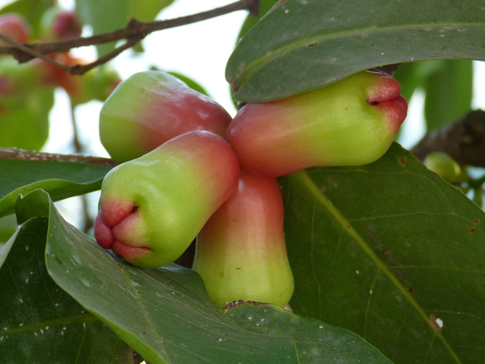 Panasonic Lumix DMC-FZ150 sample photo. Fruit, tropics, exotic photography