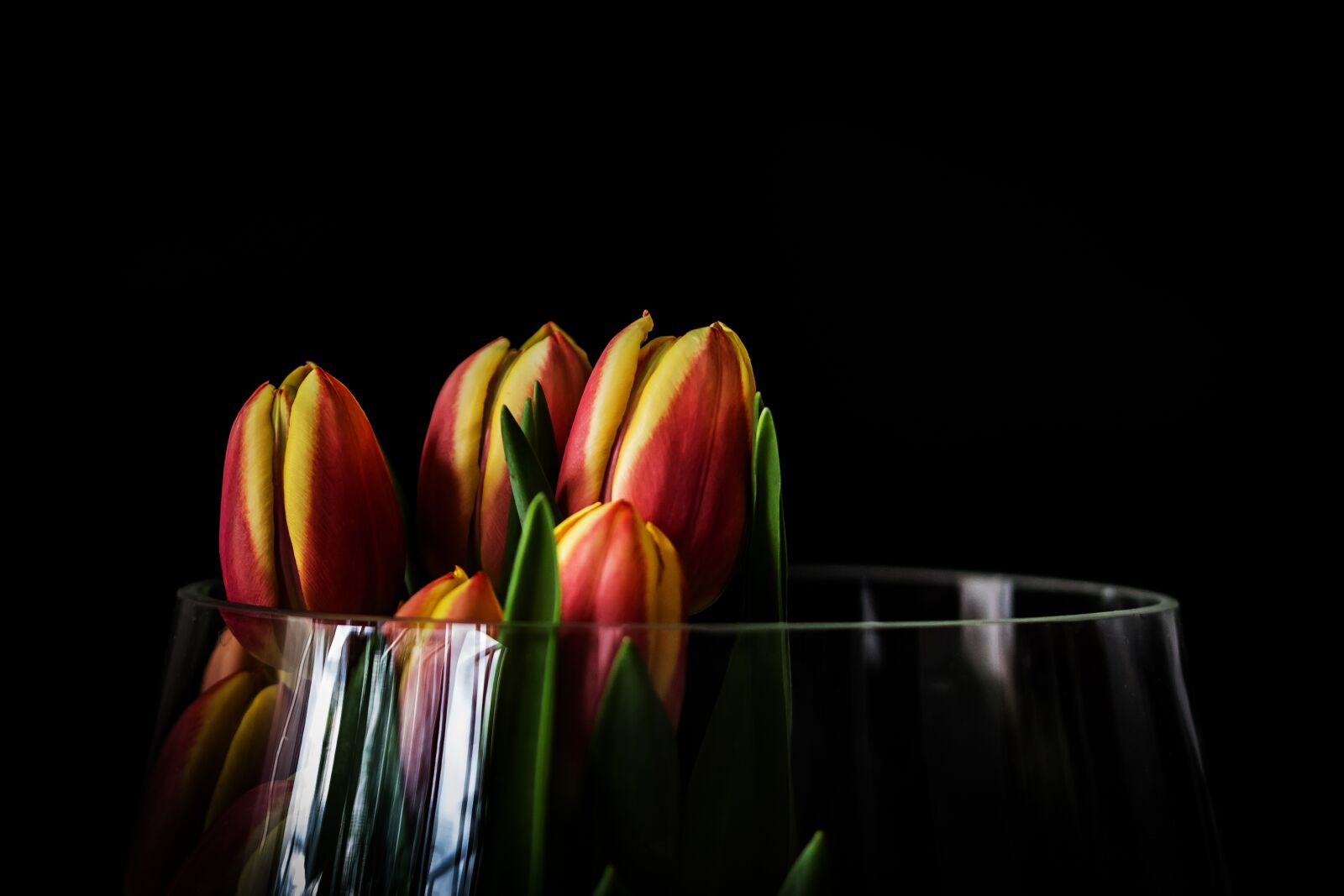 Canon EOS 600D (Rebel EOS T3i / EOS Kiss X5) sample photo. Tulip, nature, flower photography