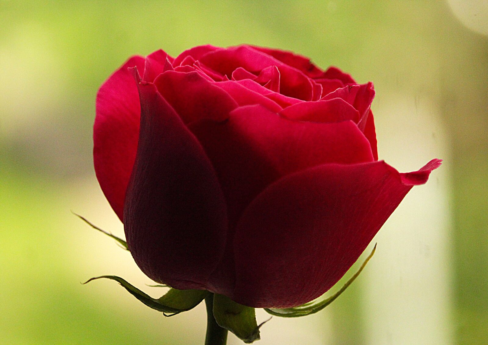 Canon EF-S 55-250mm F4-5.6 IS STM sample photo. Rose, bud, florist photography