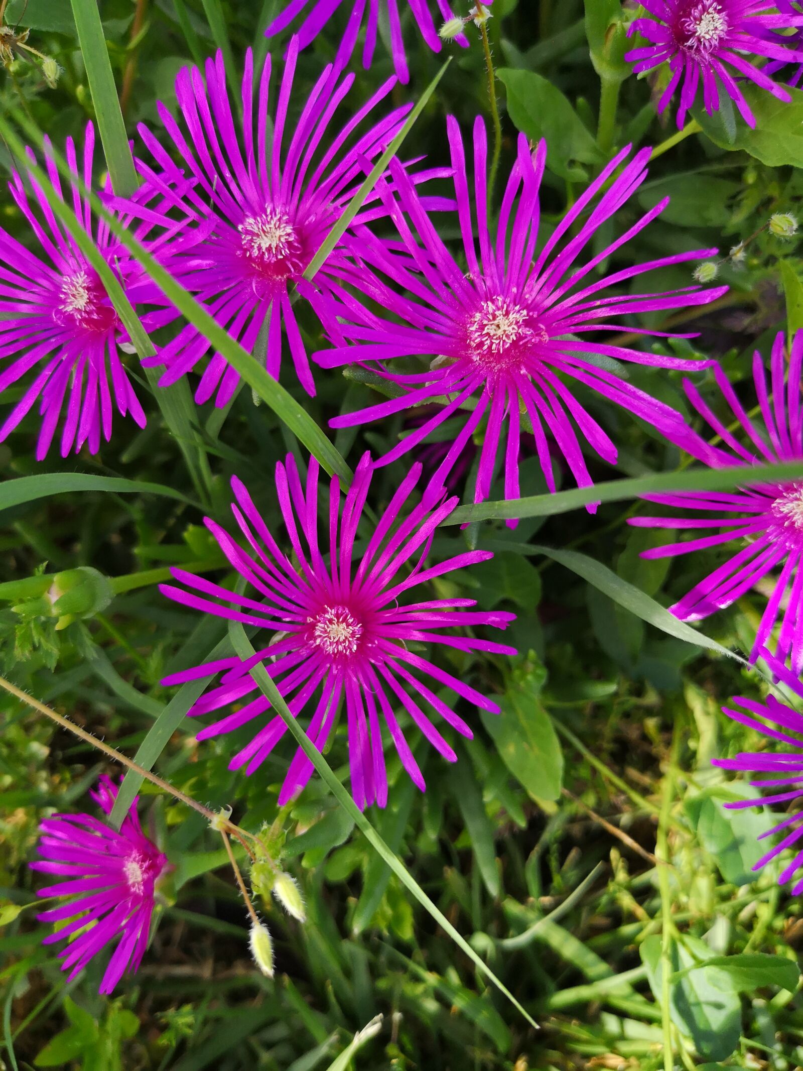 HUAWEI P20 sample photo. Flower, nature, garden photography