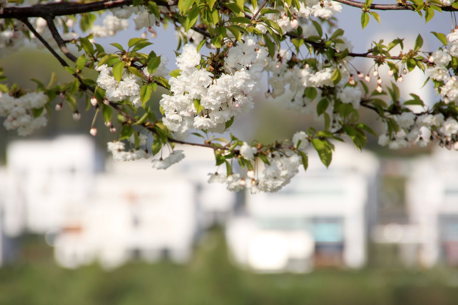 Canon EOS 60D sample photo. Blossom, bloom, tree photography