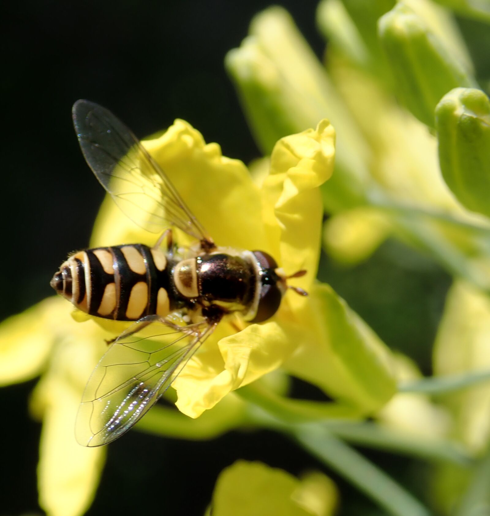 Olympus TG-5 sample photo. Hoverfly, insect, pollen photography