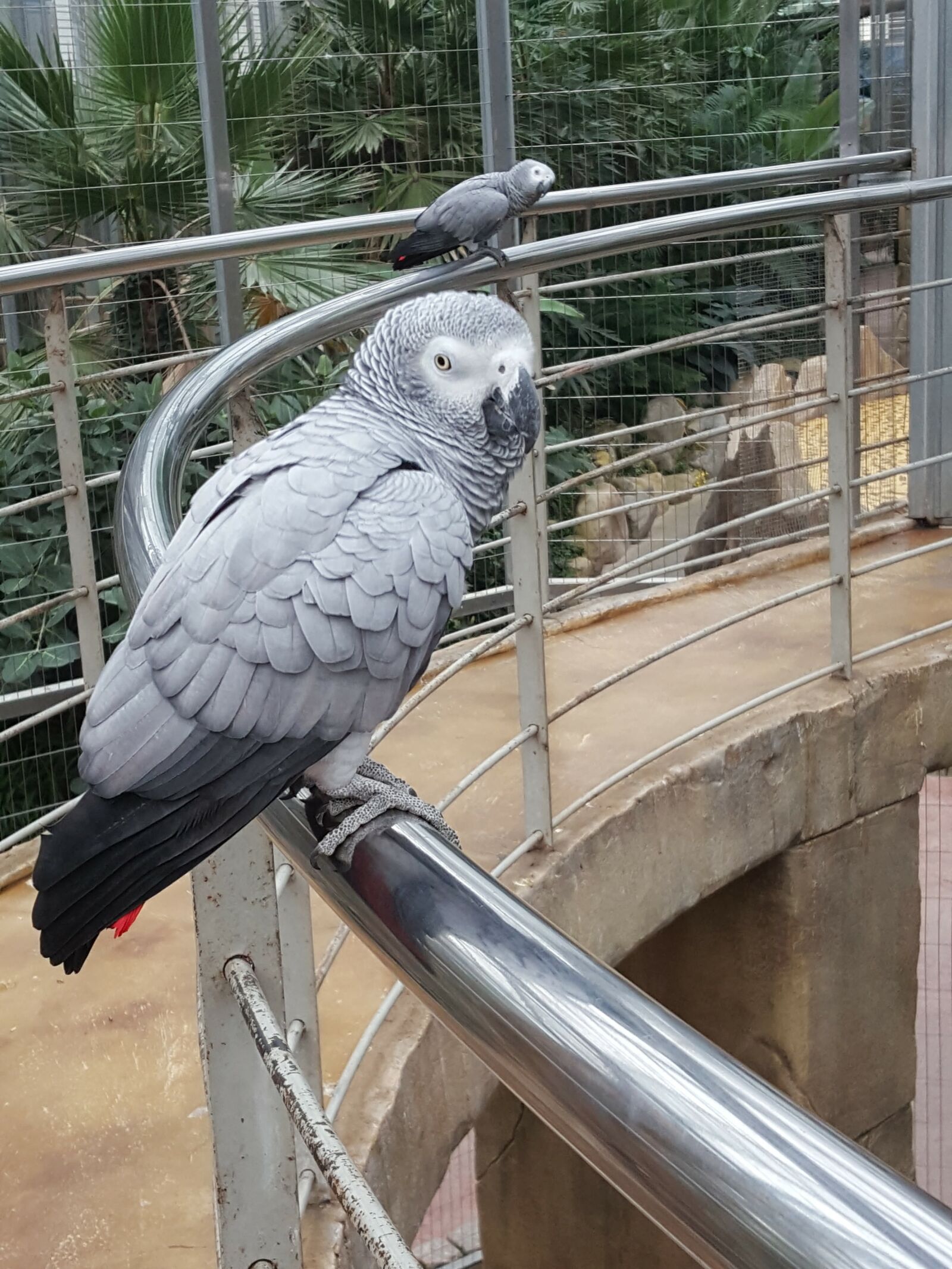 Samsung Galaxy Note5 sample photo. New, parrot, birds photography