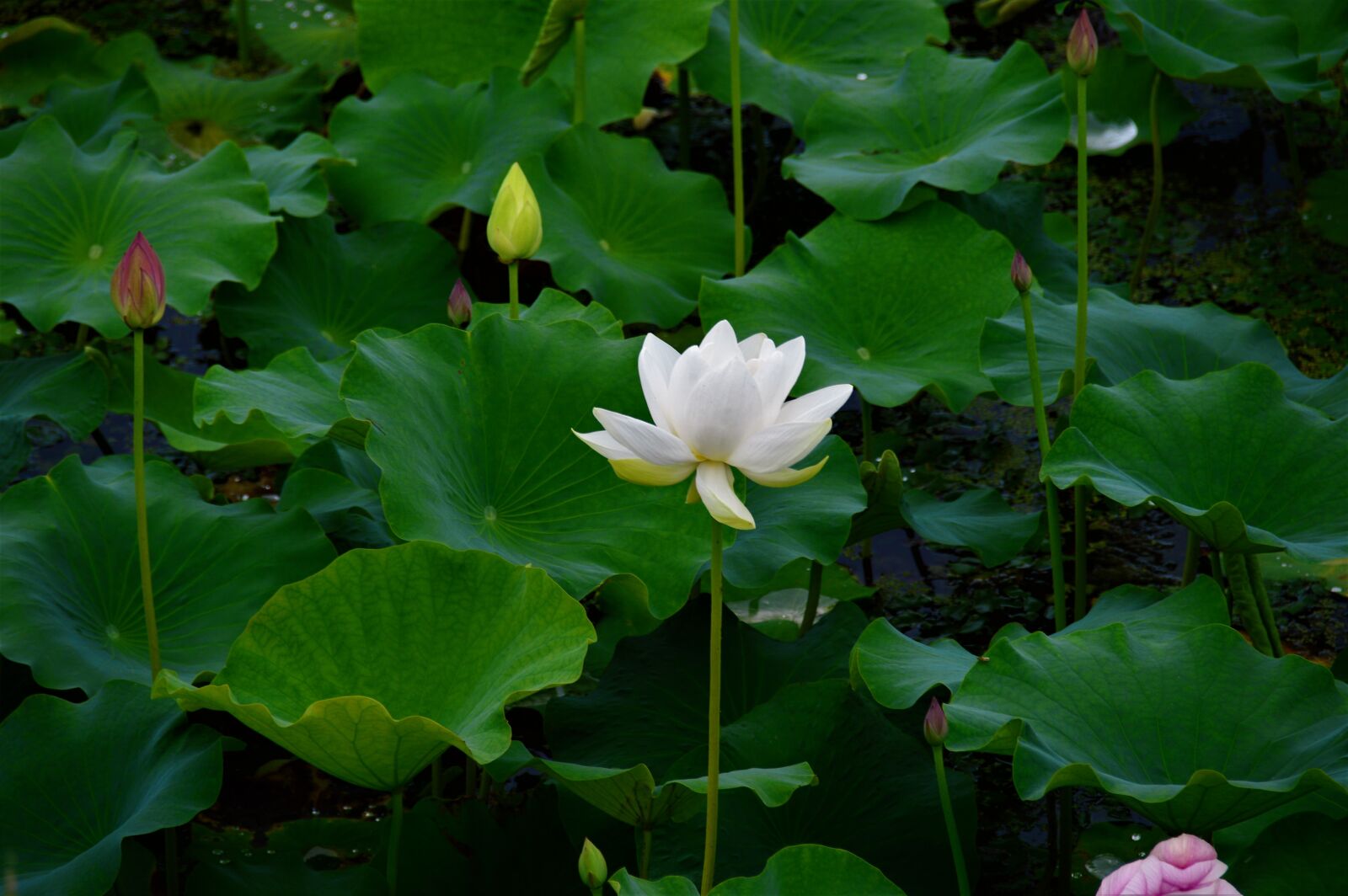 Nikon D3200 sample photo. White, white lotus, lotus photography