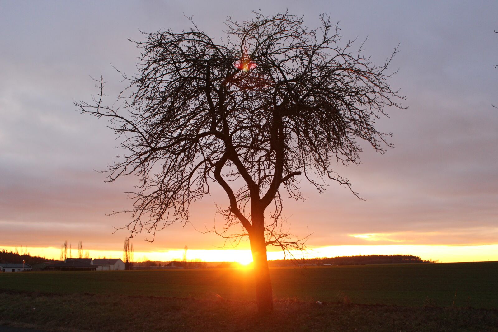 Canon EOS 100D (EOS Rebel SL1 / EOS Kiss X7) sample photo. Light, tree, west photography