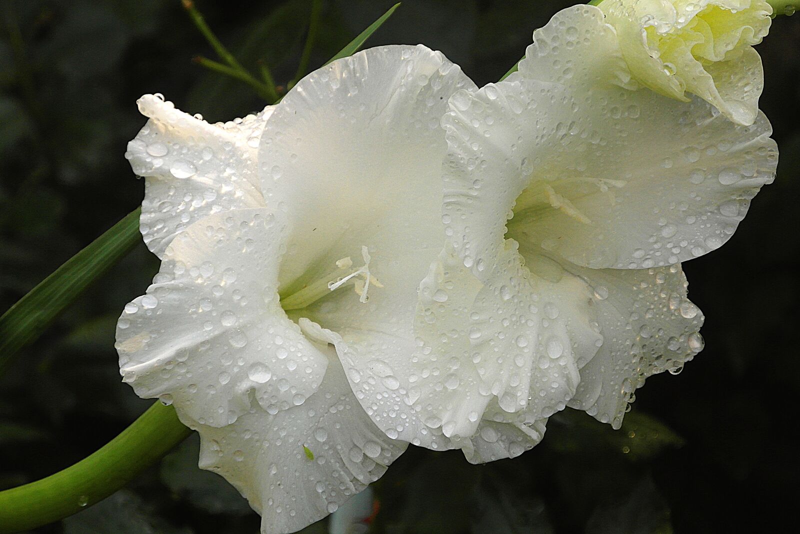 Samsung WB750 sample photo. Gladiolus, flower, white photography
