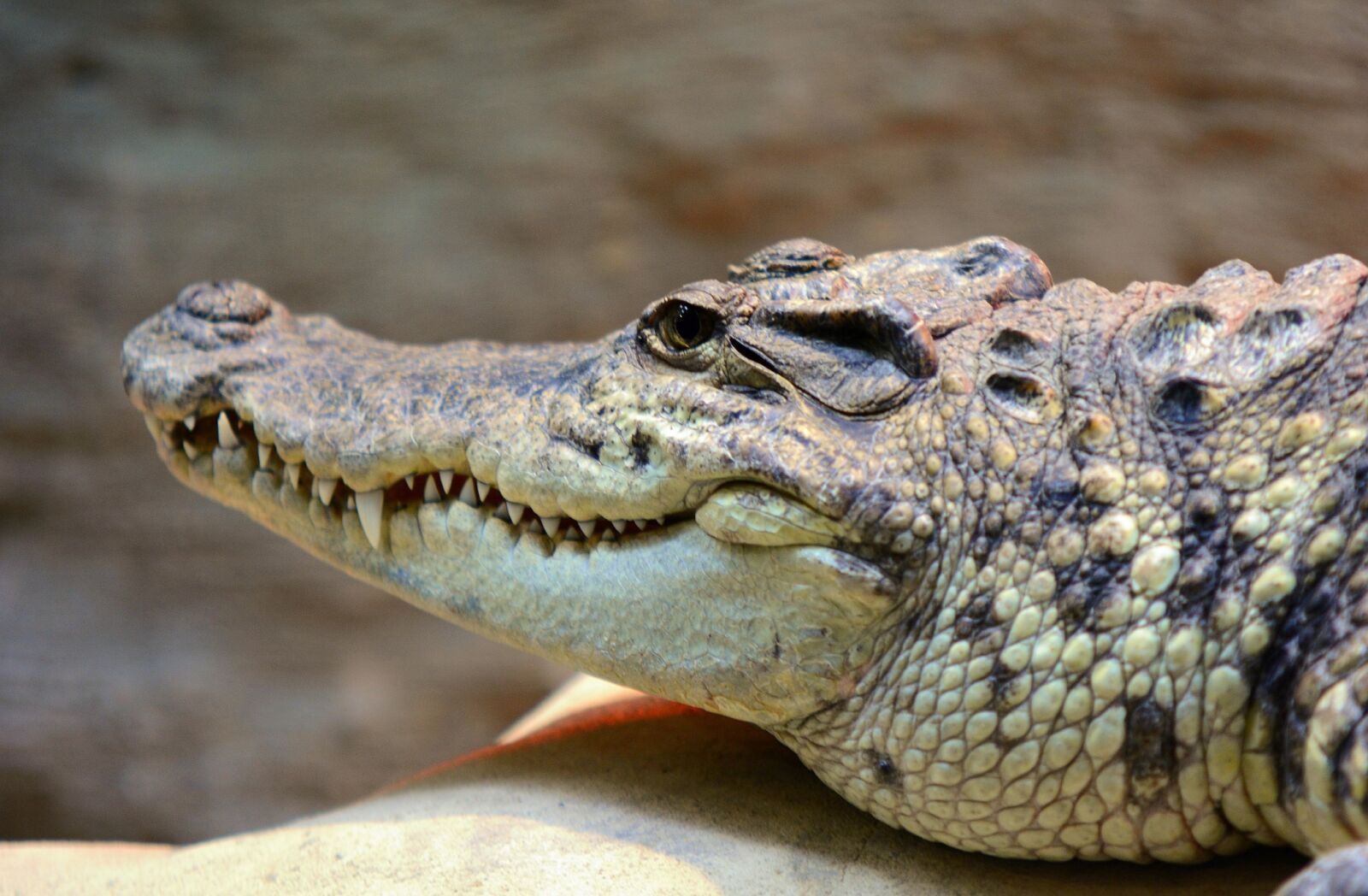 Nikon D7100 sample photo. Crocodile, head, alligator photography