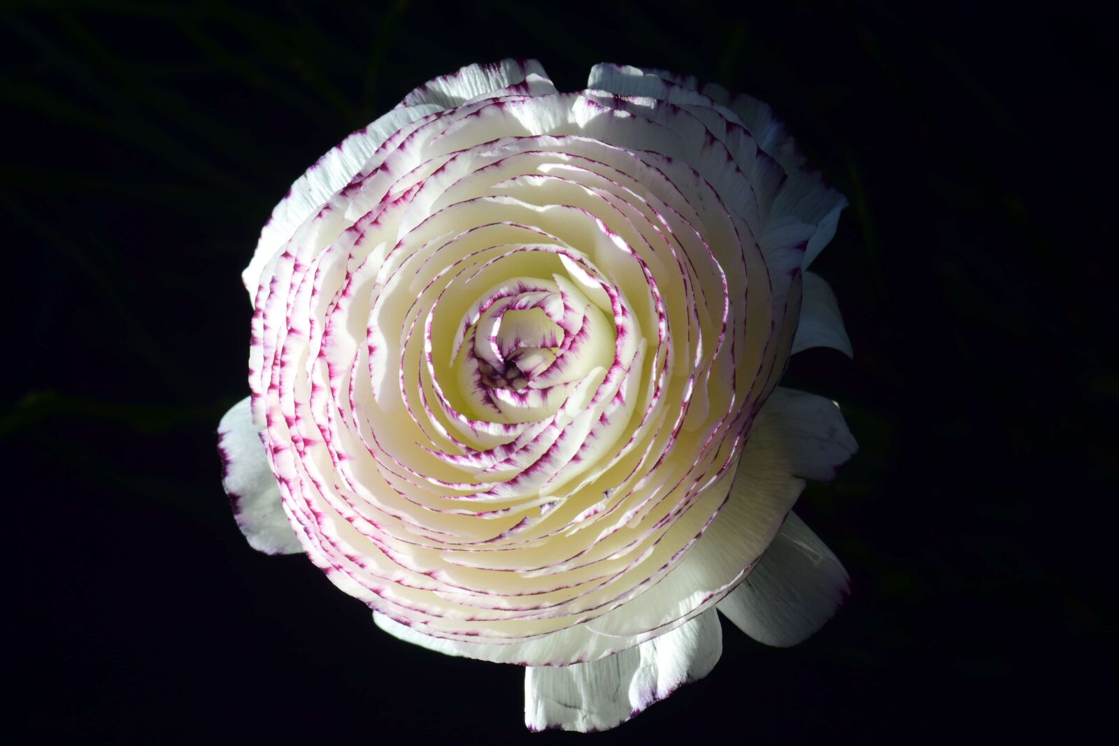 Nikon D3300 sample photo. Darkness, white flower, rose photography