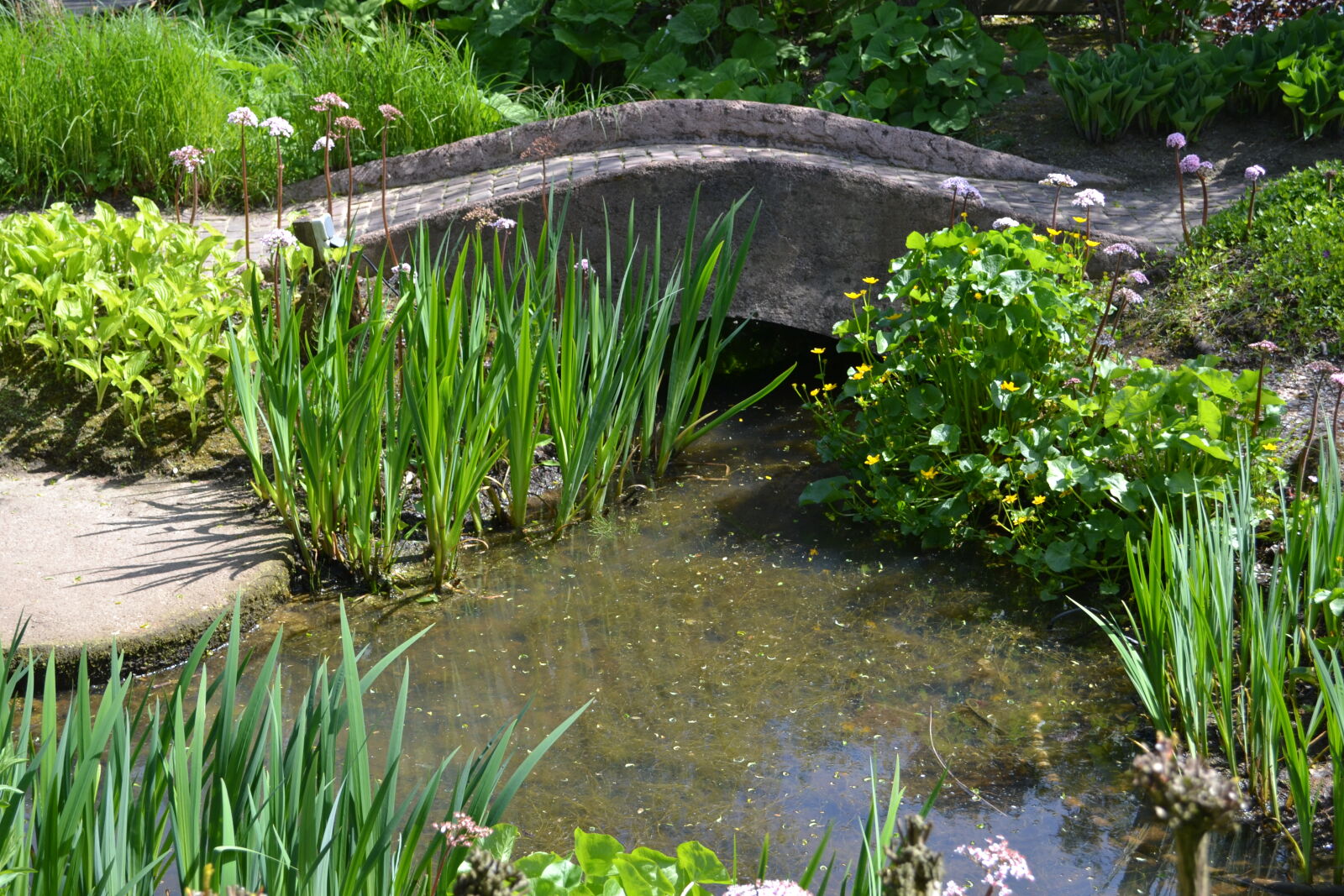 Nikon D3100 sample photo. Bridge, flowers, mevrouw, s photography