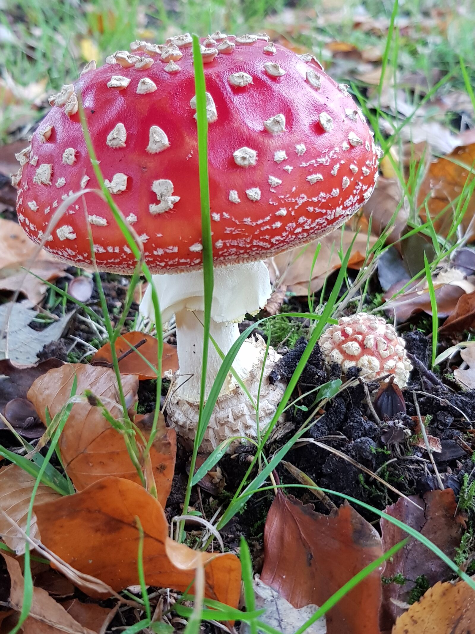 Samsung Galaxy S8 sample photo. Mushroom, red, white dots photography
