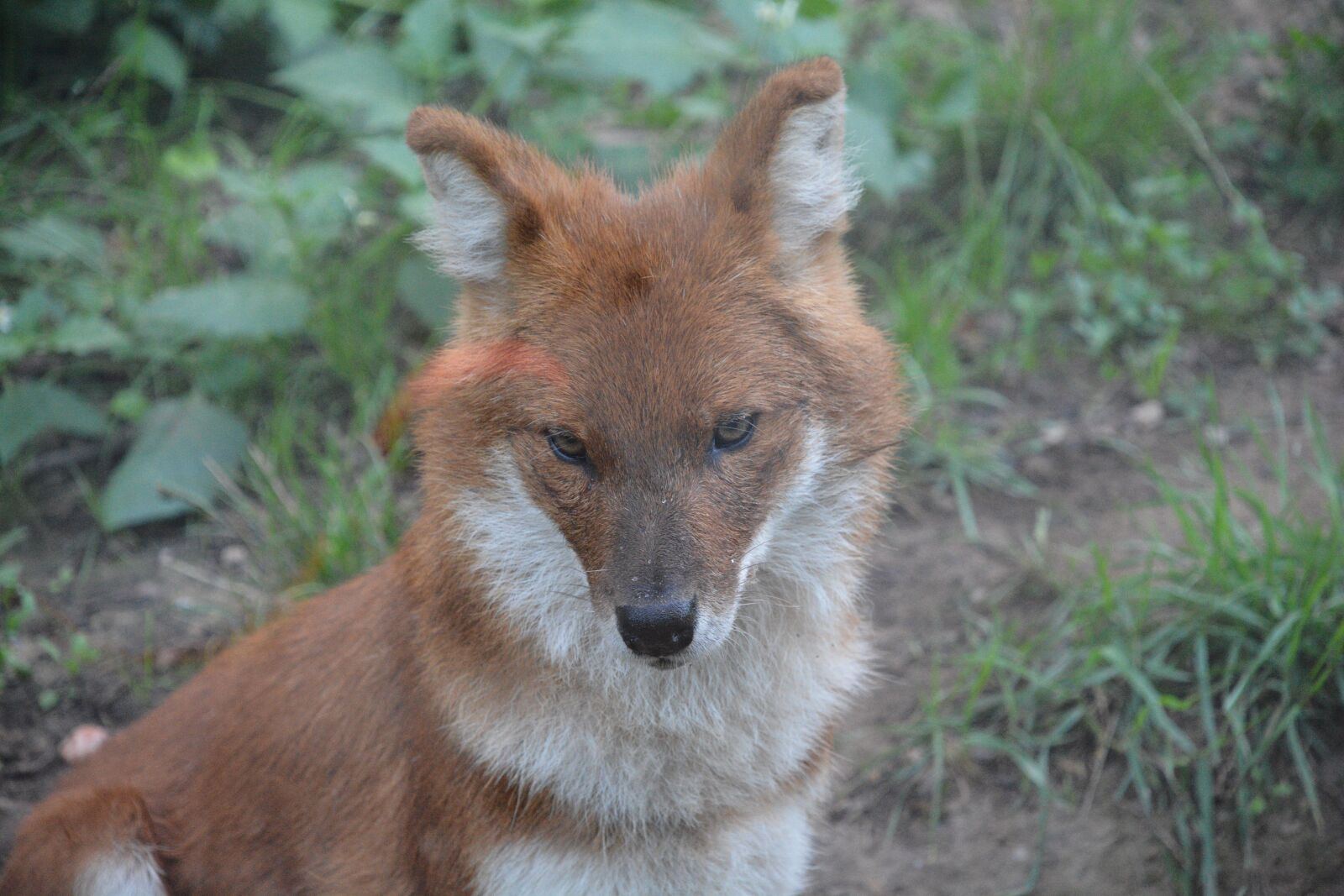 Nikon D7100 sample photo. Rothund, zoo, fur photography