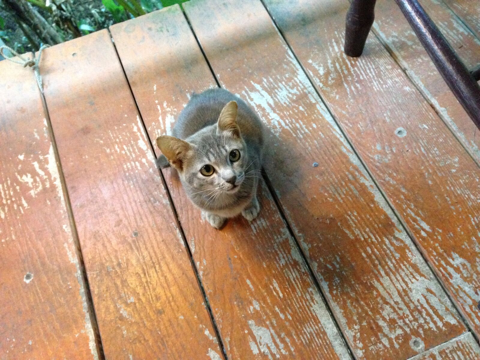 iPhone 5c back camera 4.12mm f/2.4 sample photo. Cat, kitten, cute photography