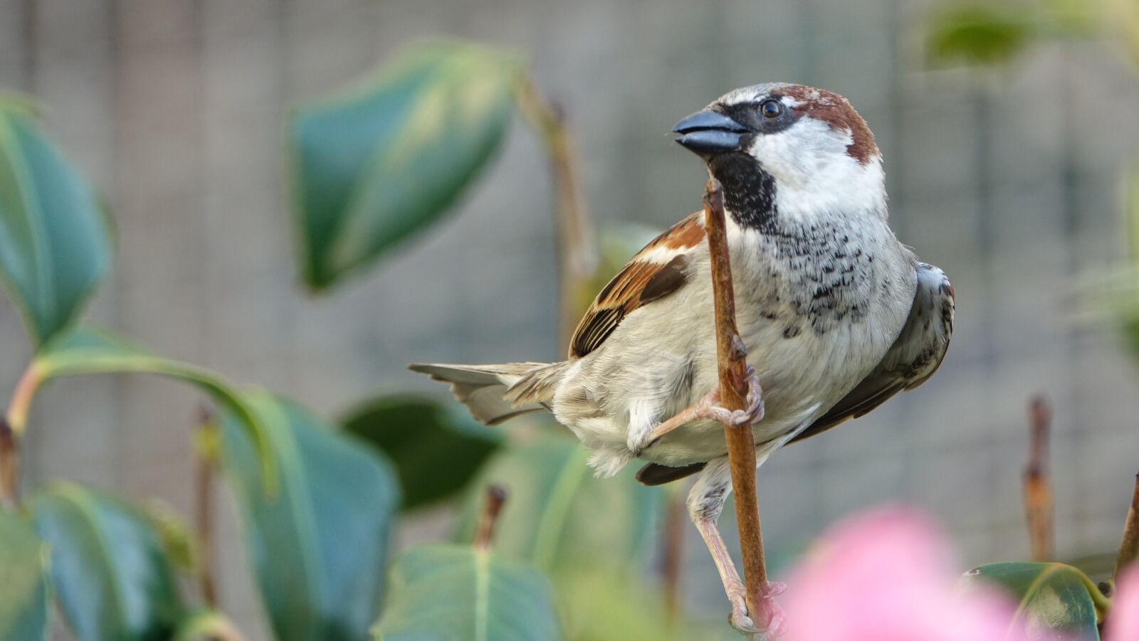 Sony Cyber-shot DSC-RX10 III sample photo. Nature, bird, fauna photography
