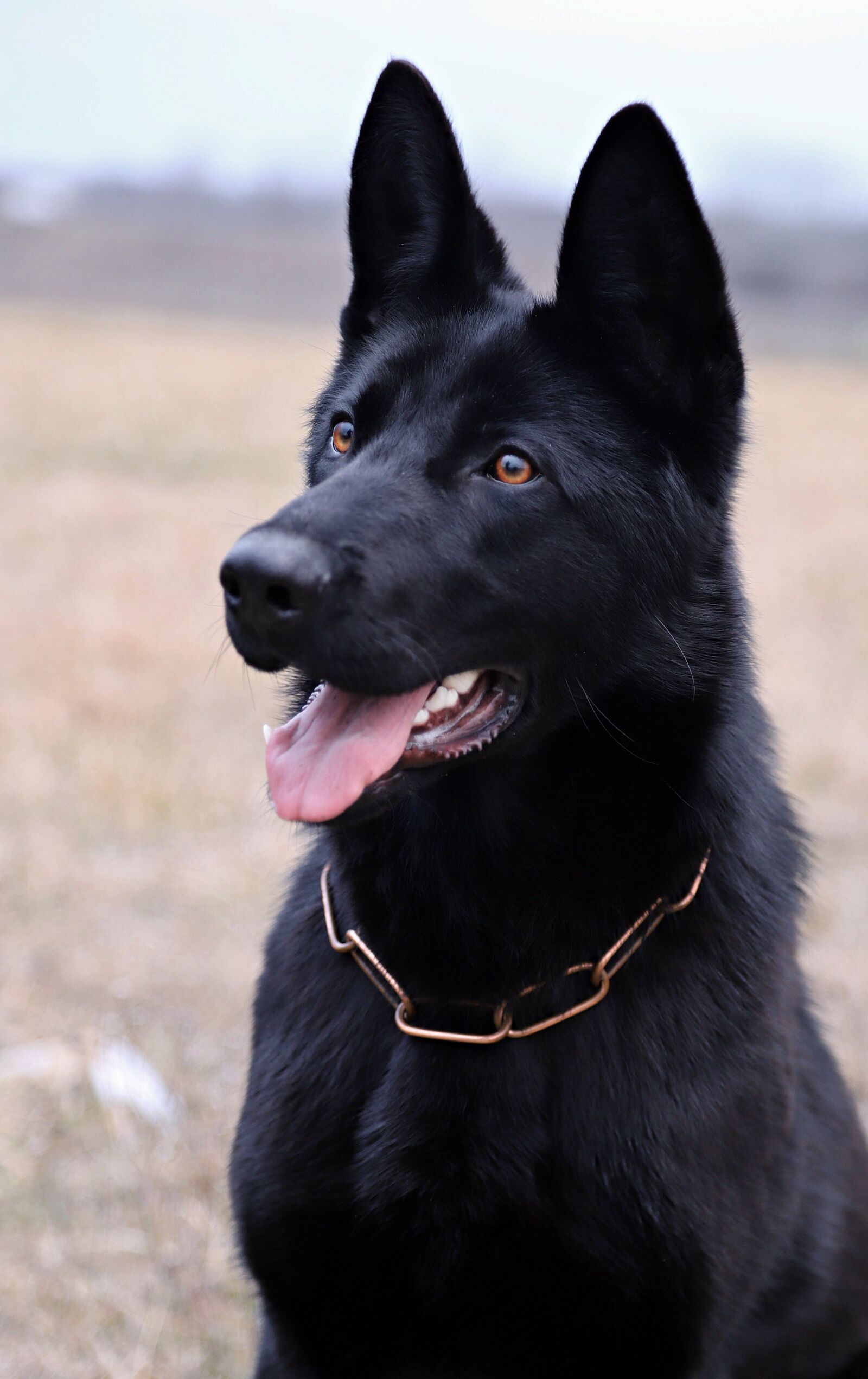Canon EOS 6D Mark II sample photo. Black german shepherd, dog photography