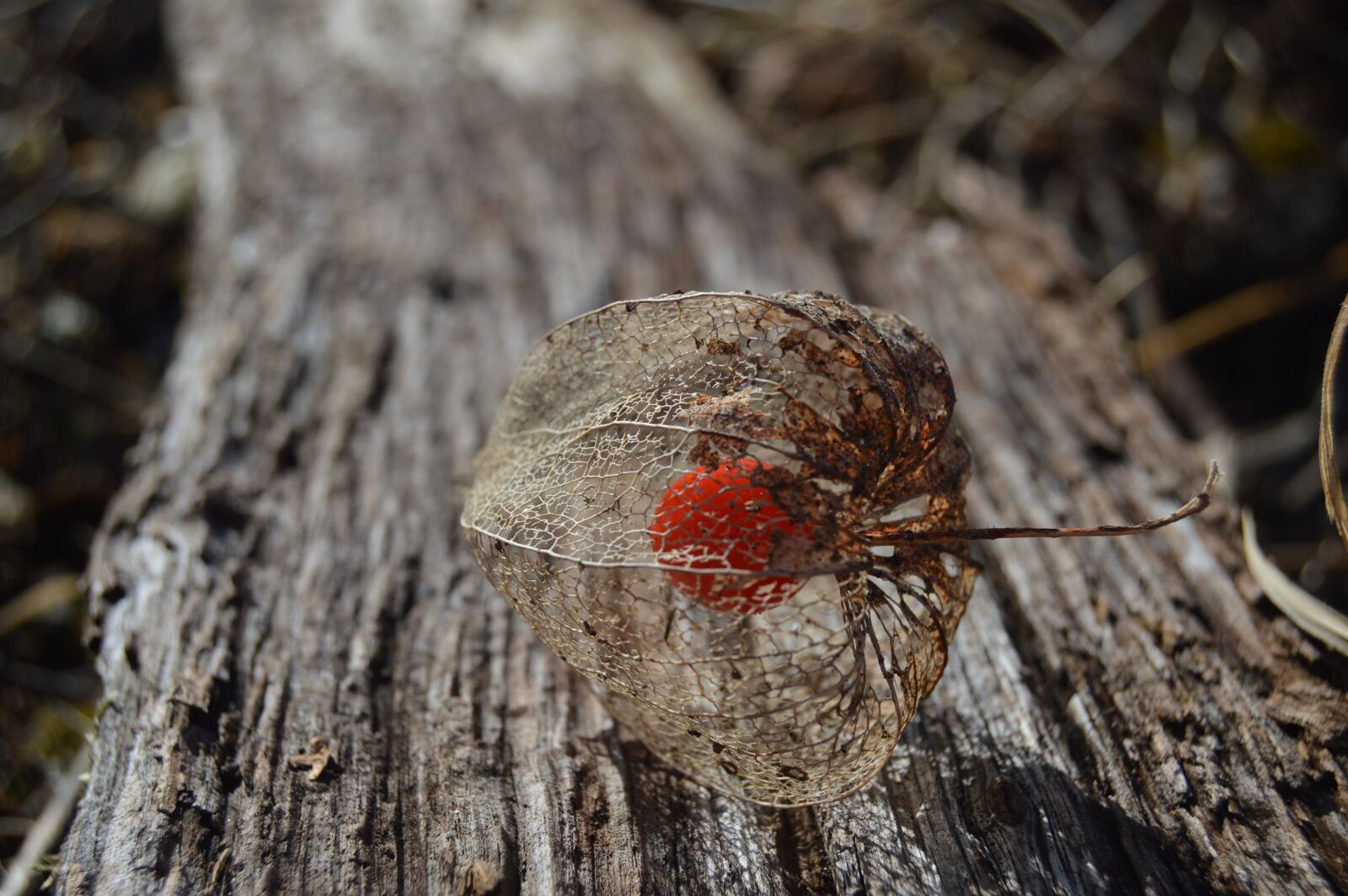 Nikon D3200 sample photo. Lampions, garden, plank photography