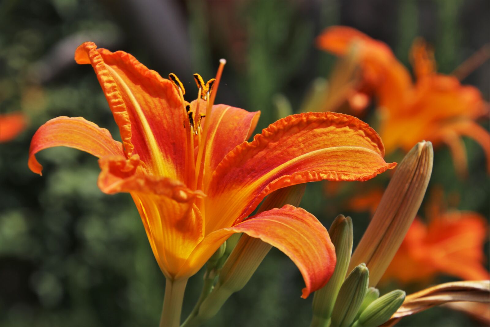 Canon EOS 80D sample photo. Lily, orange, blossomed photography