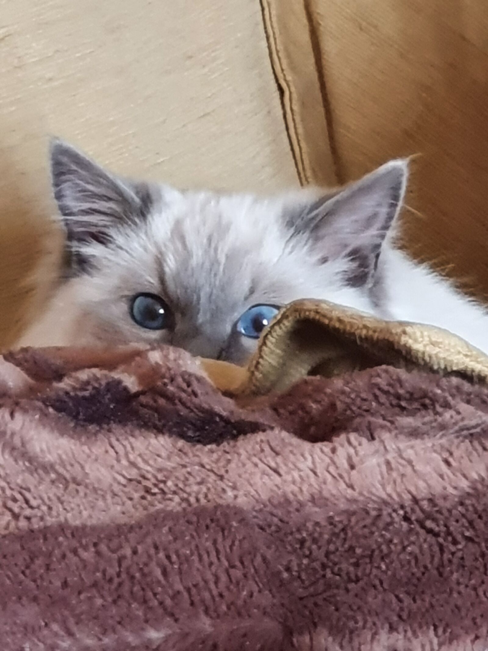 Samsung Galaxy S10+ sample photo. Cat, animal, nature photography