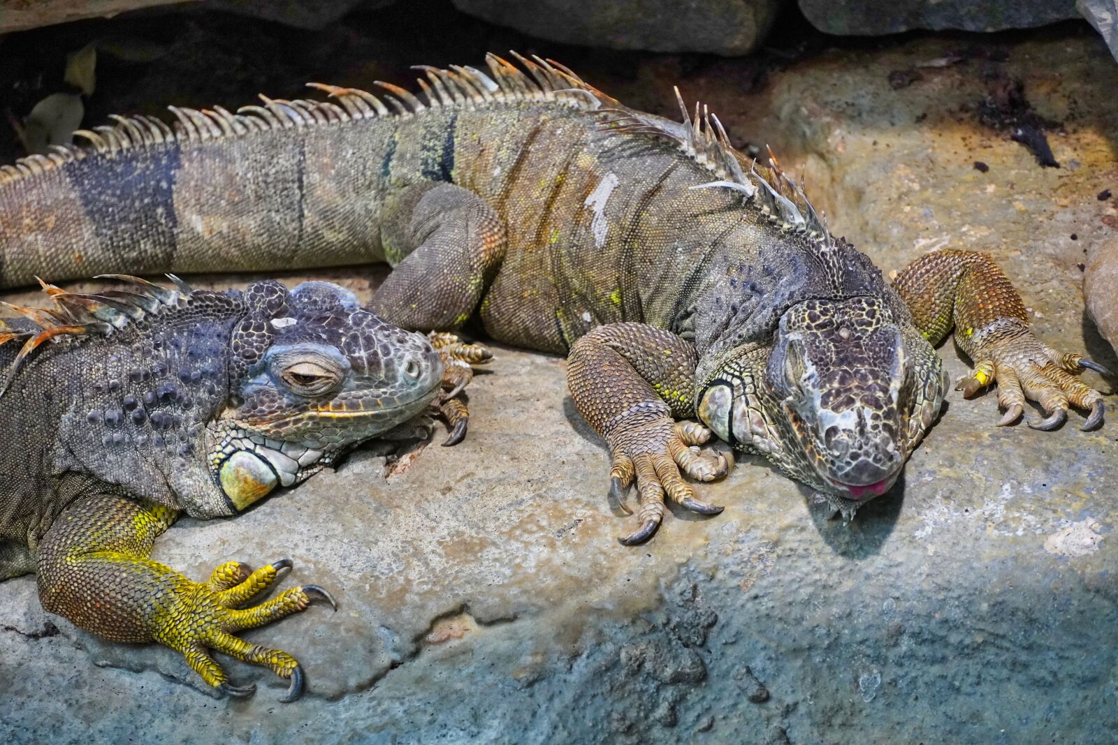Sony a6400 sample photo. Lizards, terrarium, reptile photography