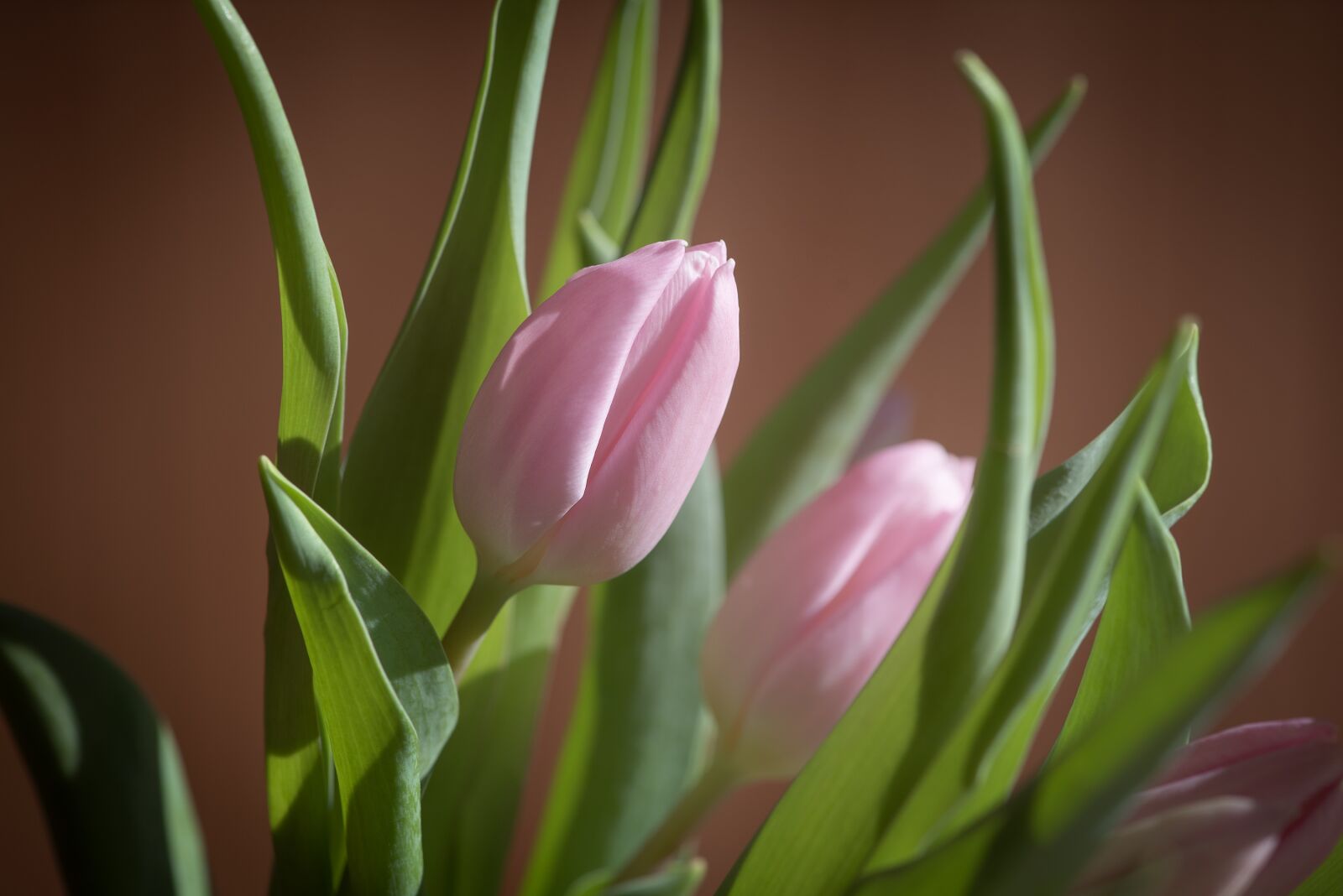 Nikon D750 sample photo. Tulip, pink, flower photography