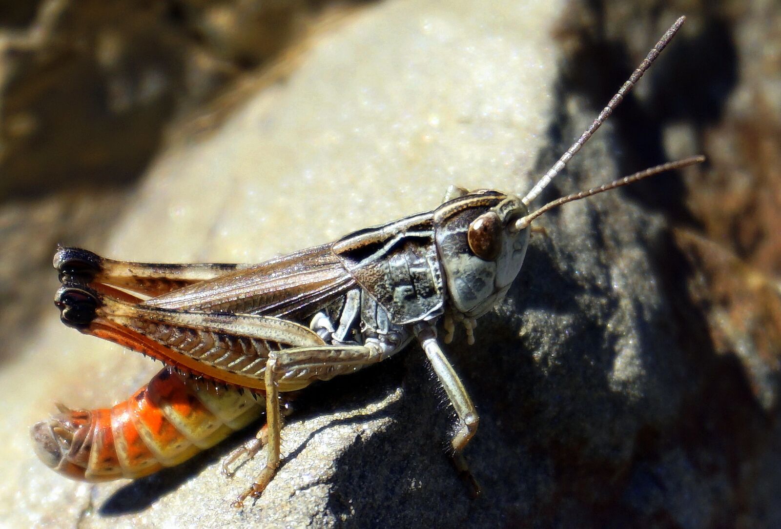 Sony a6000 sample photo. Grasshopper, animal, insect photography