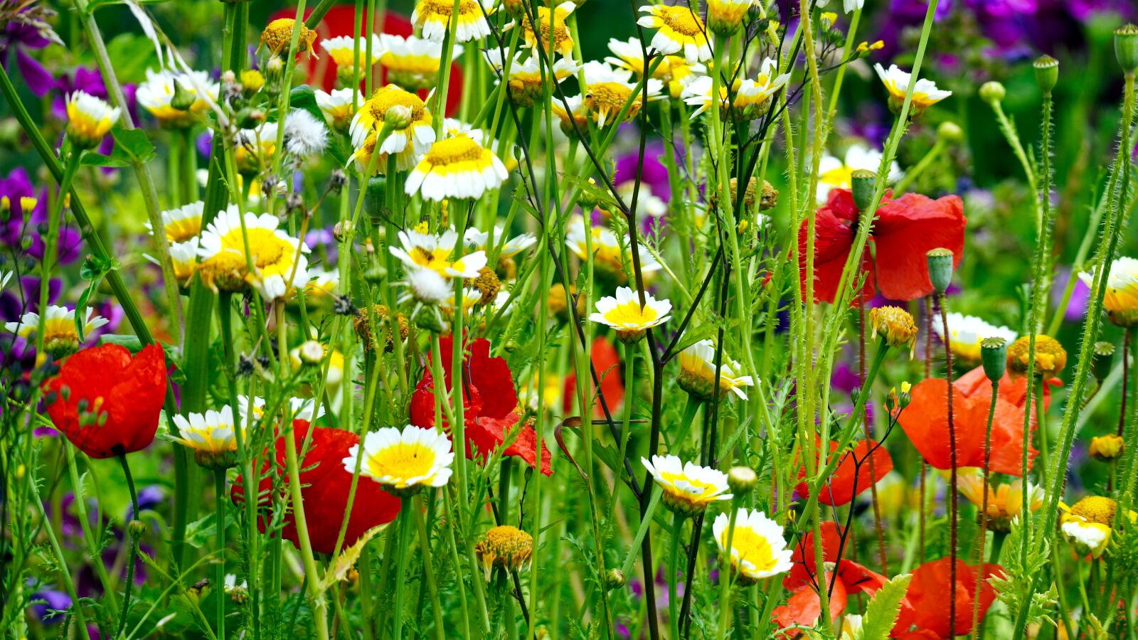 Sony E 70-350mm F4.5-6.3 G OSS sample photo. Flower meadow, flowers, spring photography