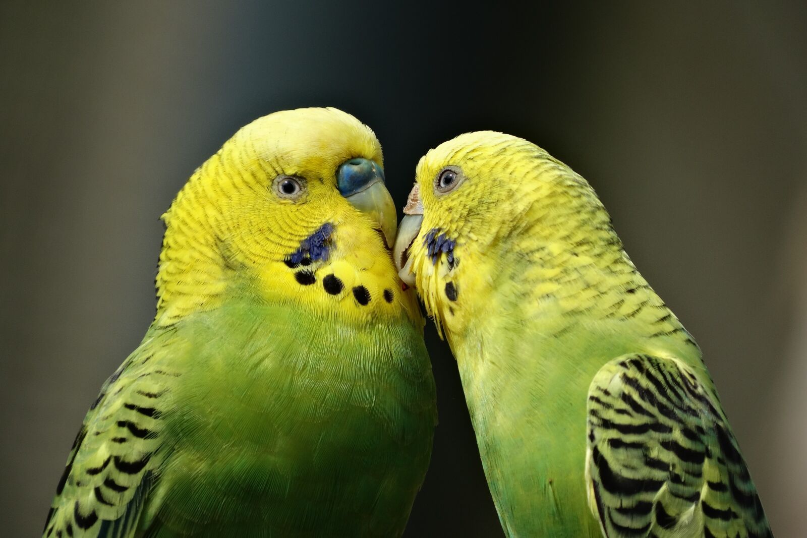 Sony Cyber-shot DSC-HX300 sample photo. Parrots, couple, kiss photography