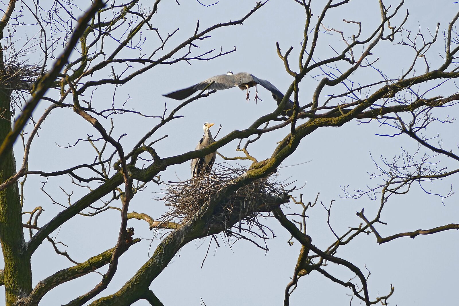 Panasonic Lumix DMC-FZ1000 sample photo. Heron, nature, branch photography